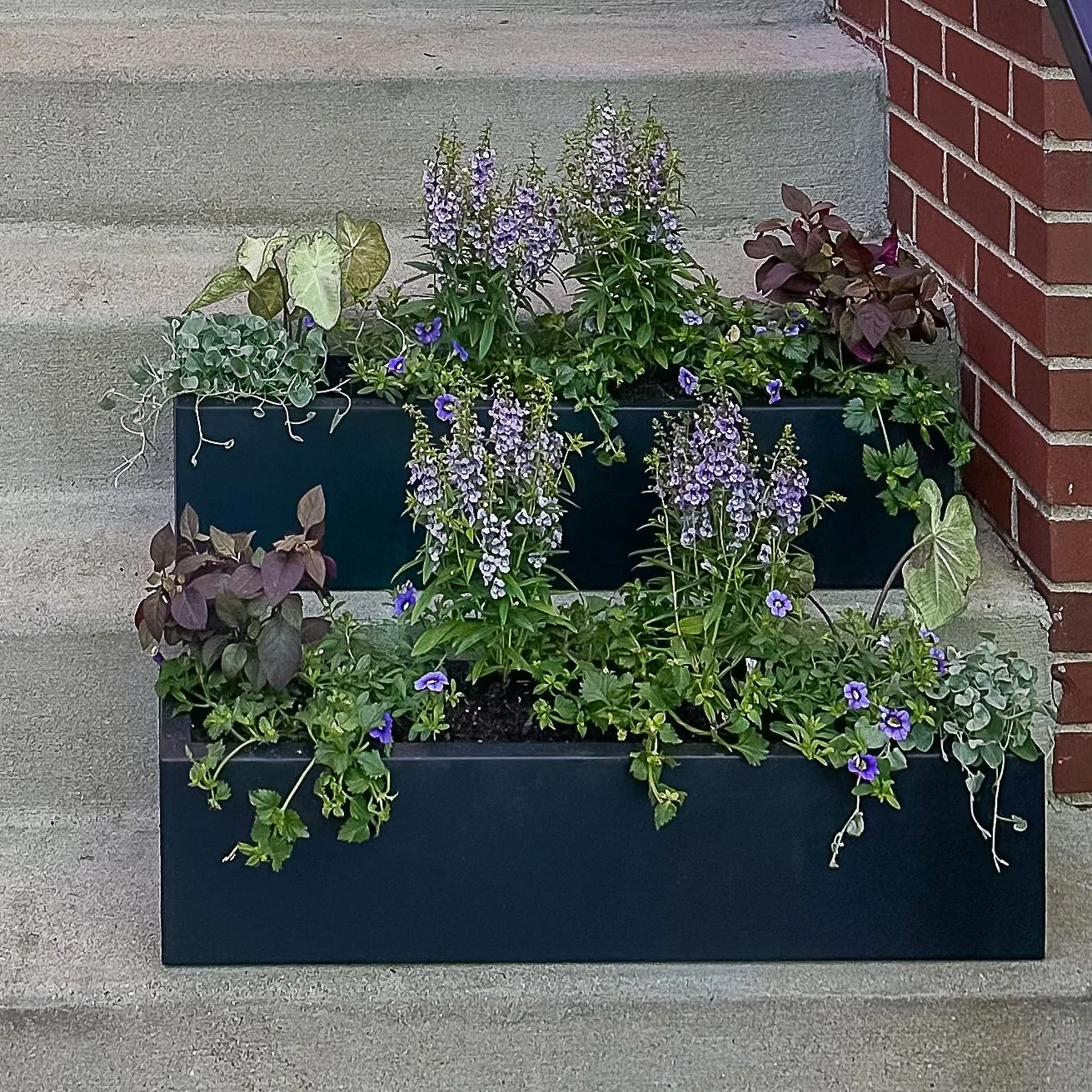 summer window boxes chicago gardener.jpg