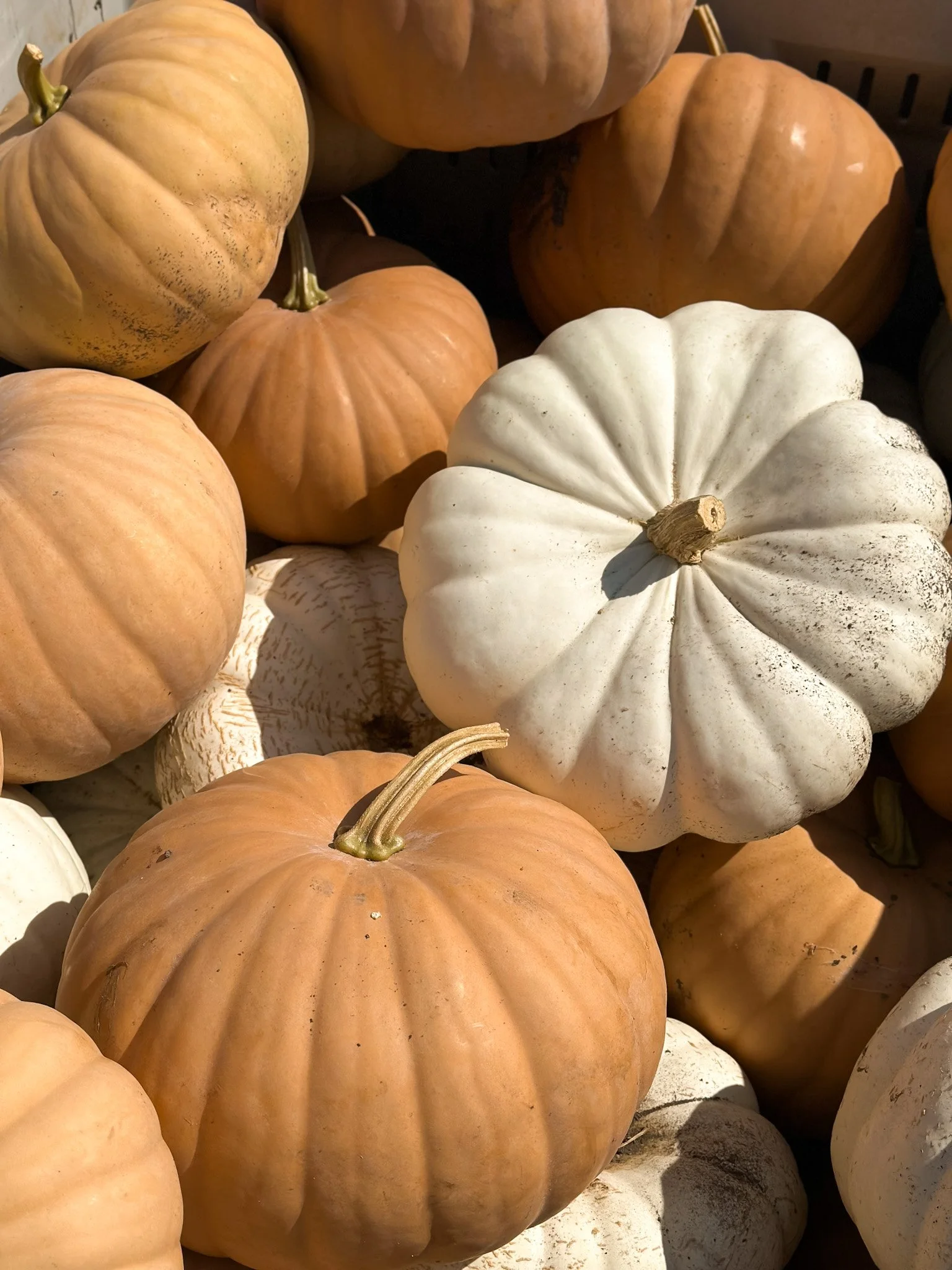 custom palette pumpkins chicago.jpg