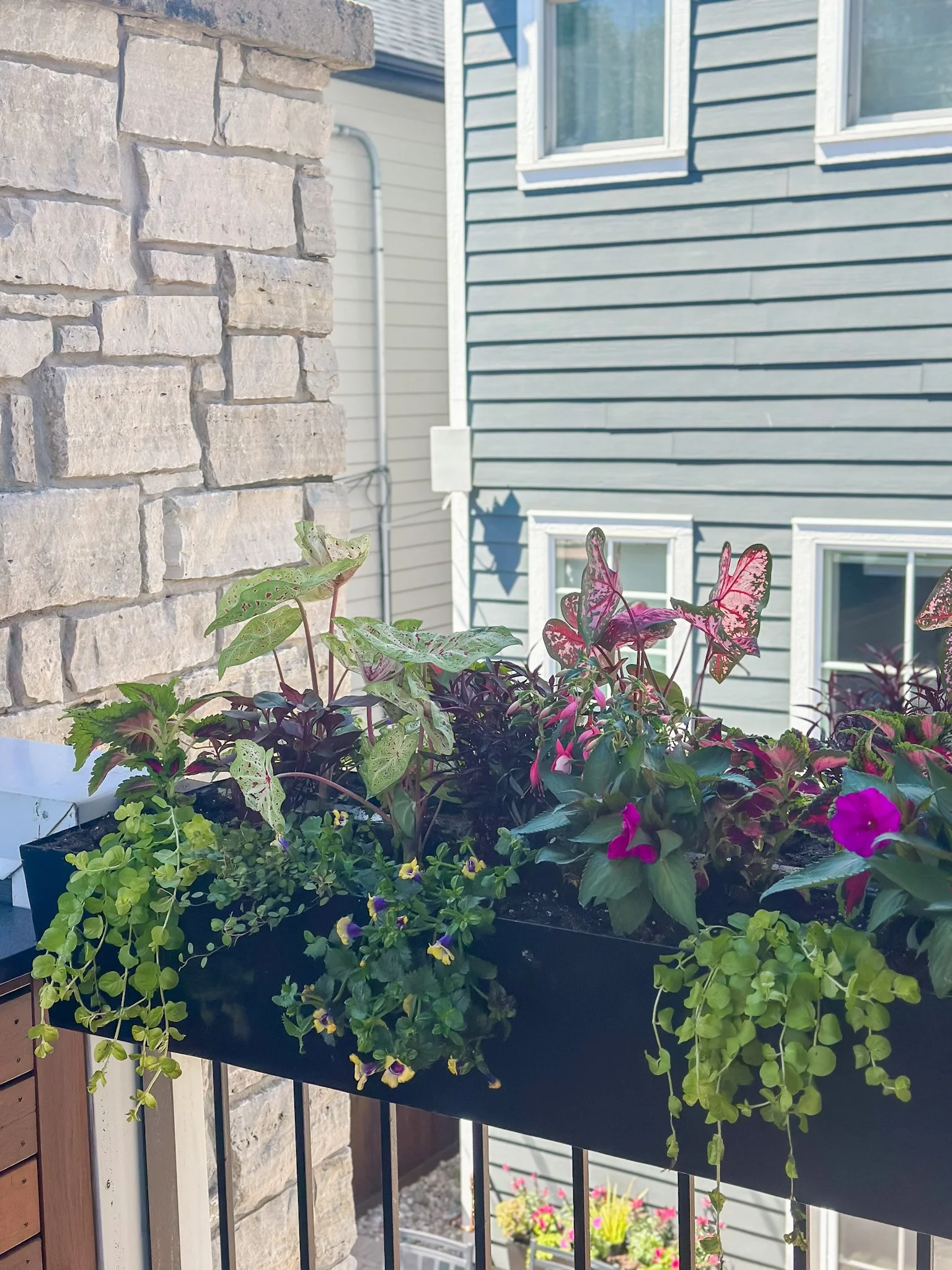 Summer Window Boxes