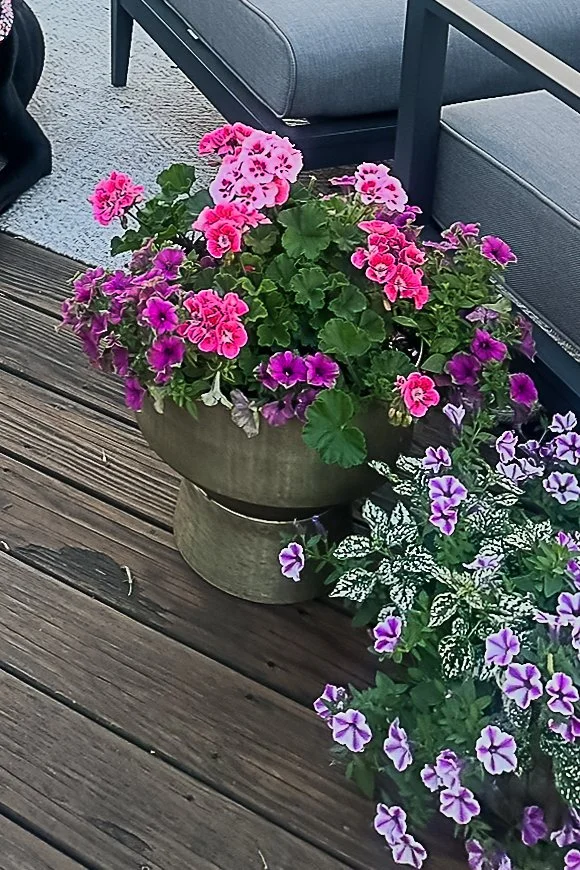 summer containers pinks purples.jpg