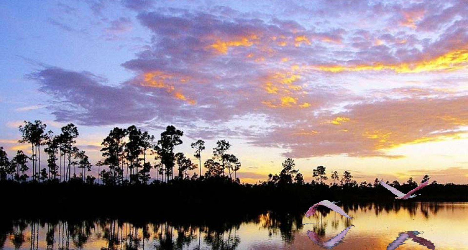 everglades spoonbills.jpg