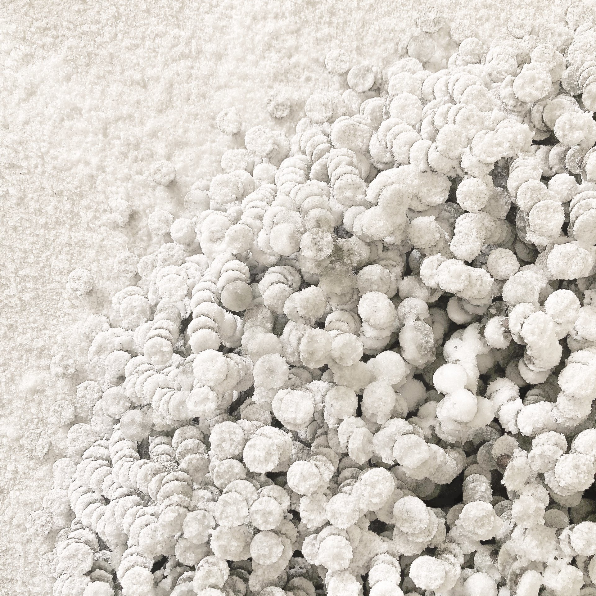 salt colonies web #002.jpg