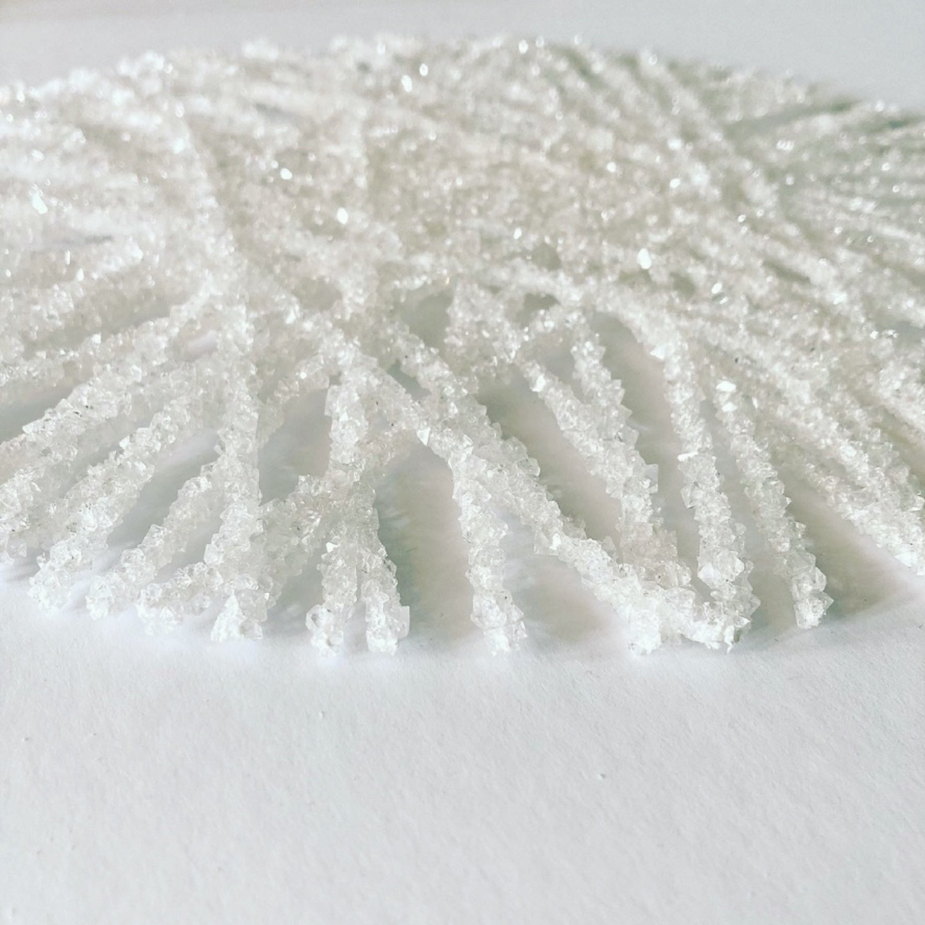 bacterial Colonies sal web t.jpg