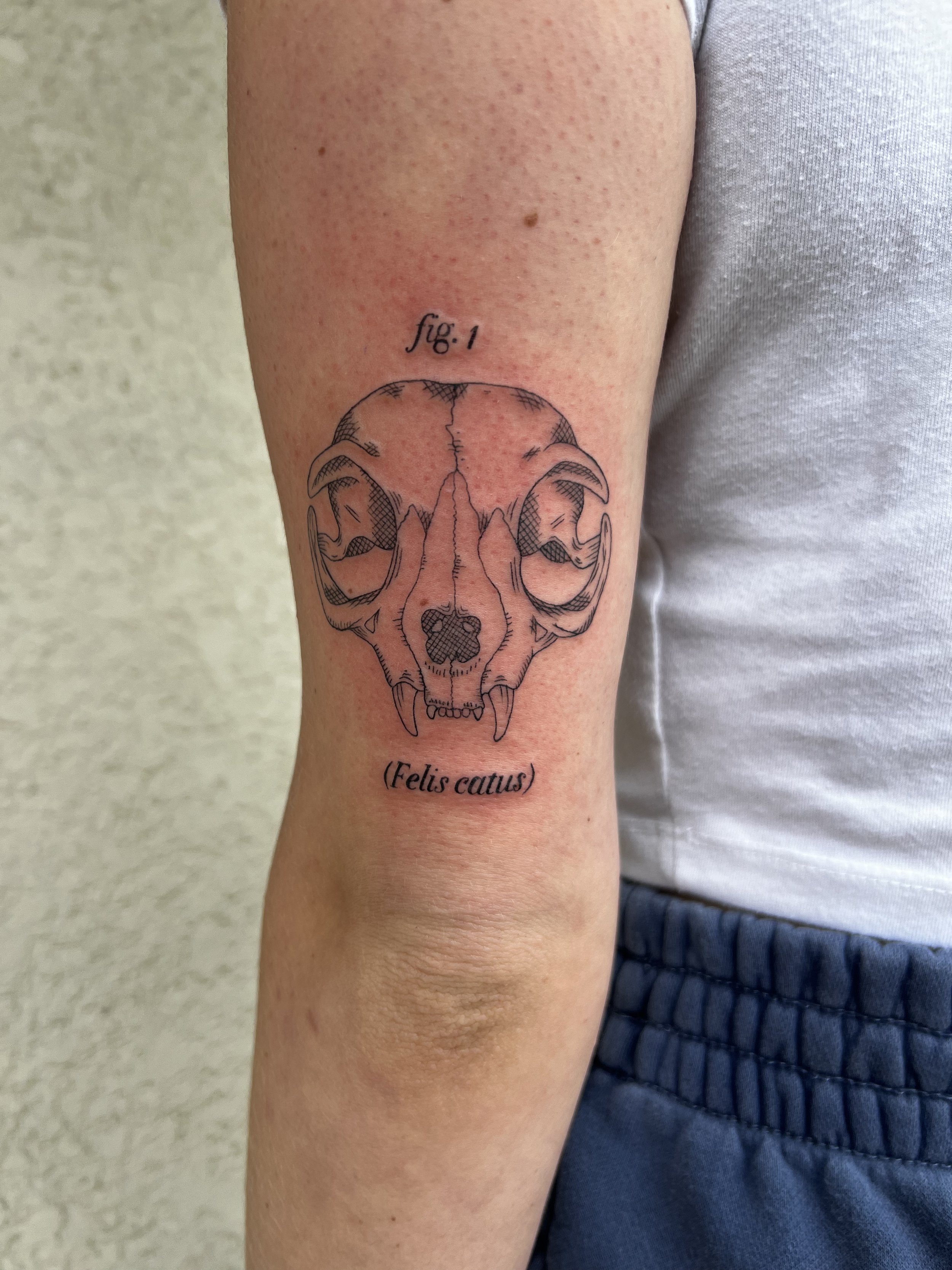 Tattoo of a skull with the label 'fig. 1' above it and '(Felis catus)' below, on a person's upper arm.