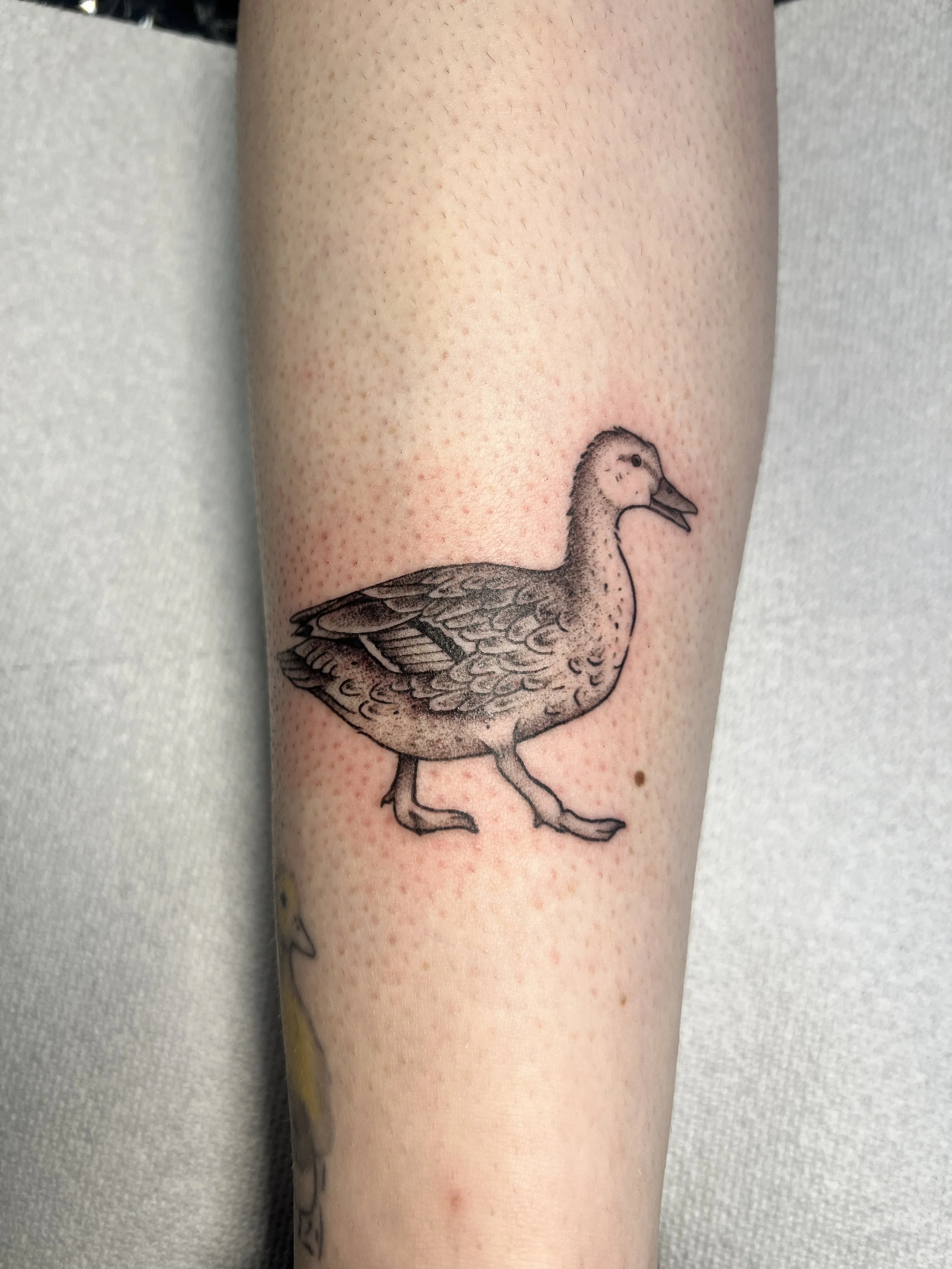 A tattoo of a duck on a person's forearm, depicted in black ink with detailed feathers.