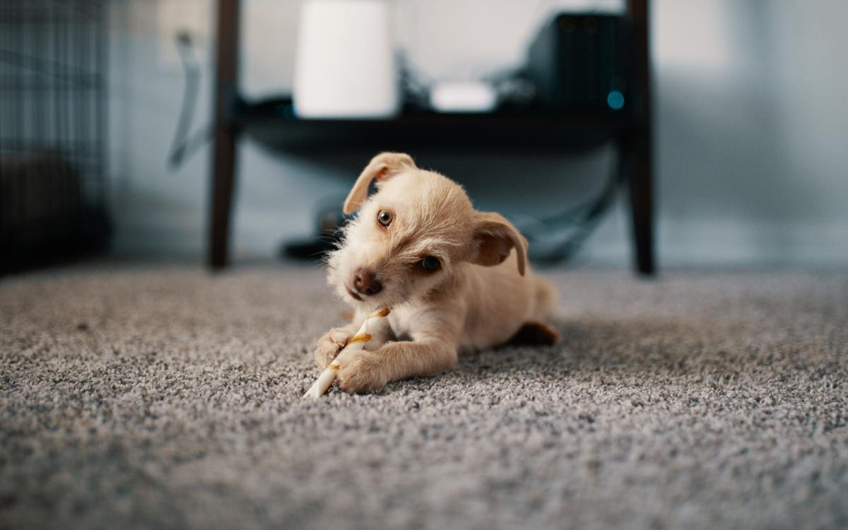 Why Carpet Cleaning Is Essential for Bend’s Pet-Friendly Homes
