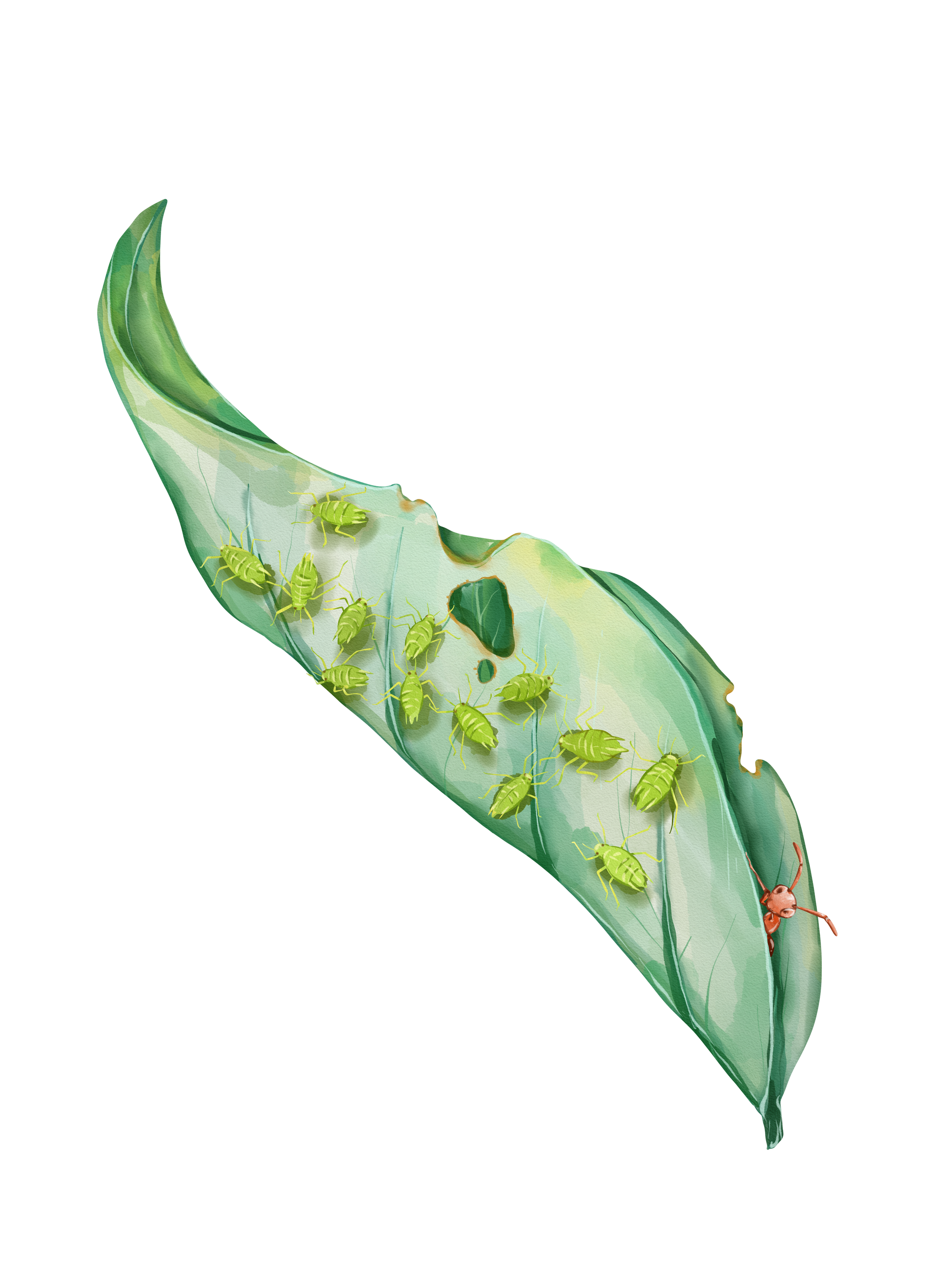 Boblanhomezy aphids on a leaf.png