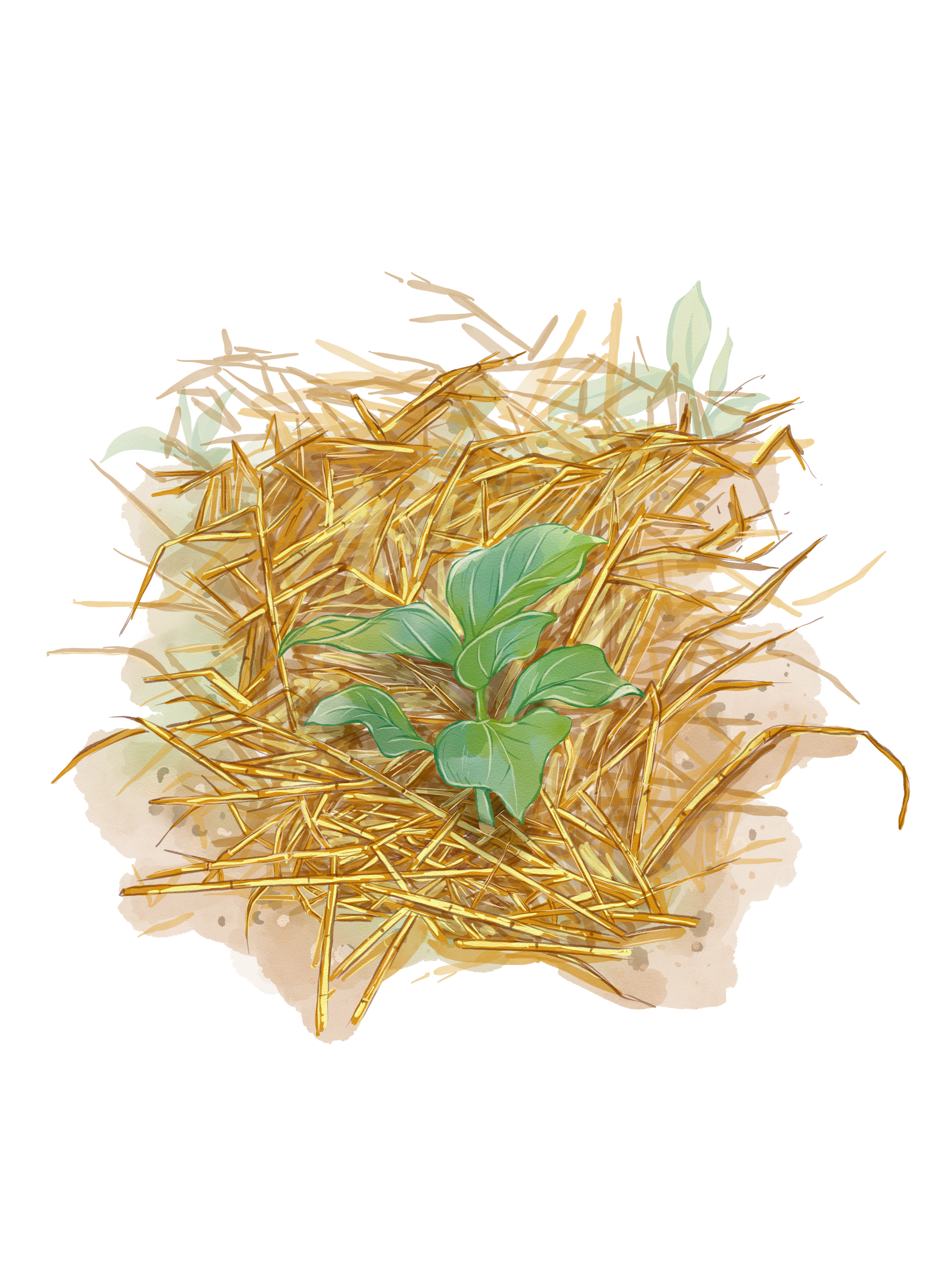 straw mulch.png