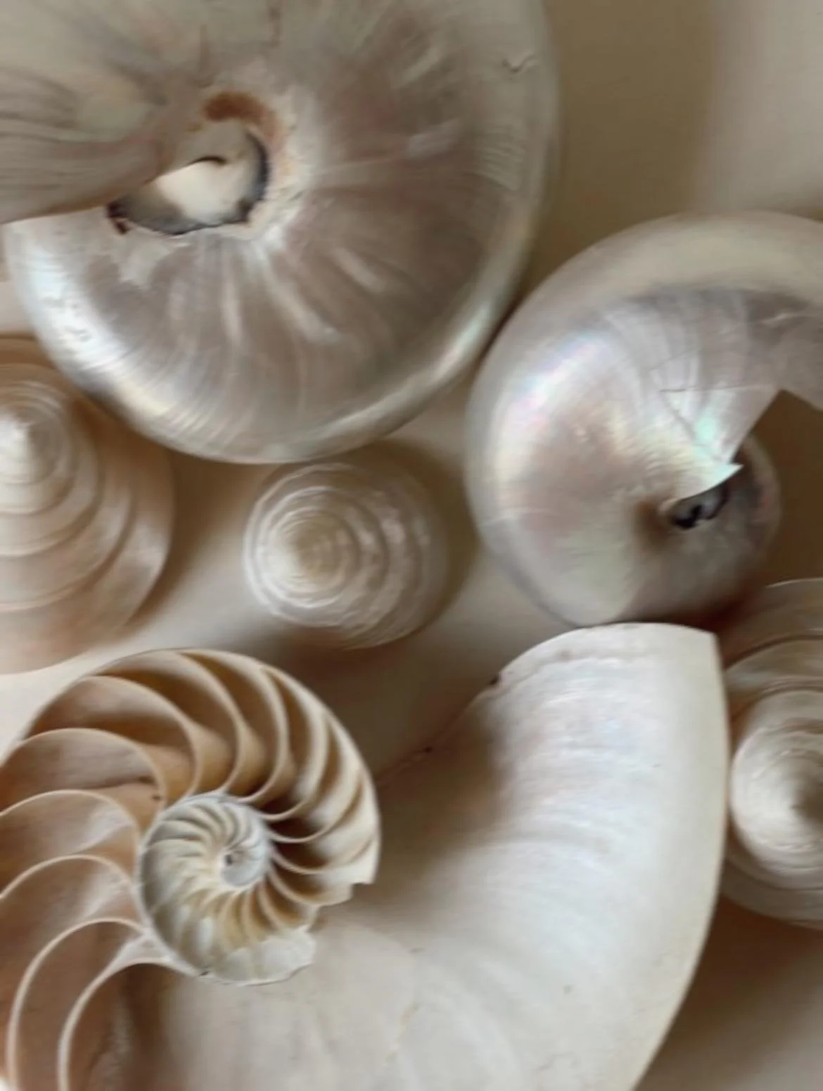 Naheaufnahme verschiedener Muscheln und Schneckenhäuser in neutralen Farben.