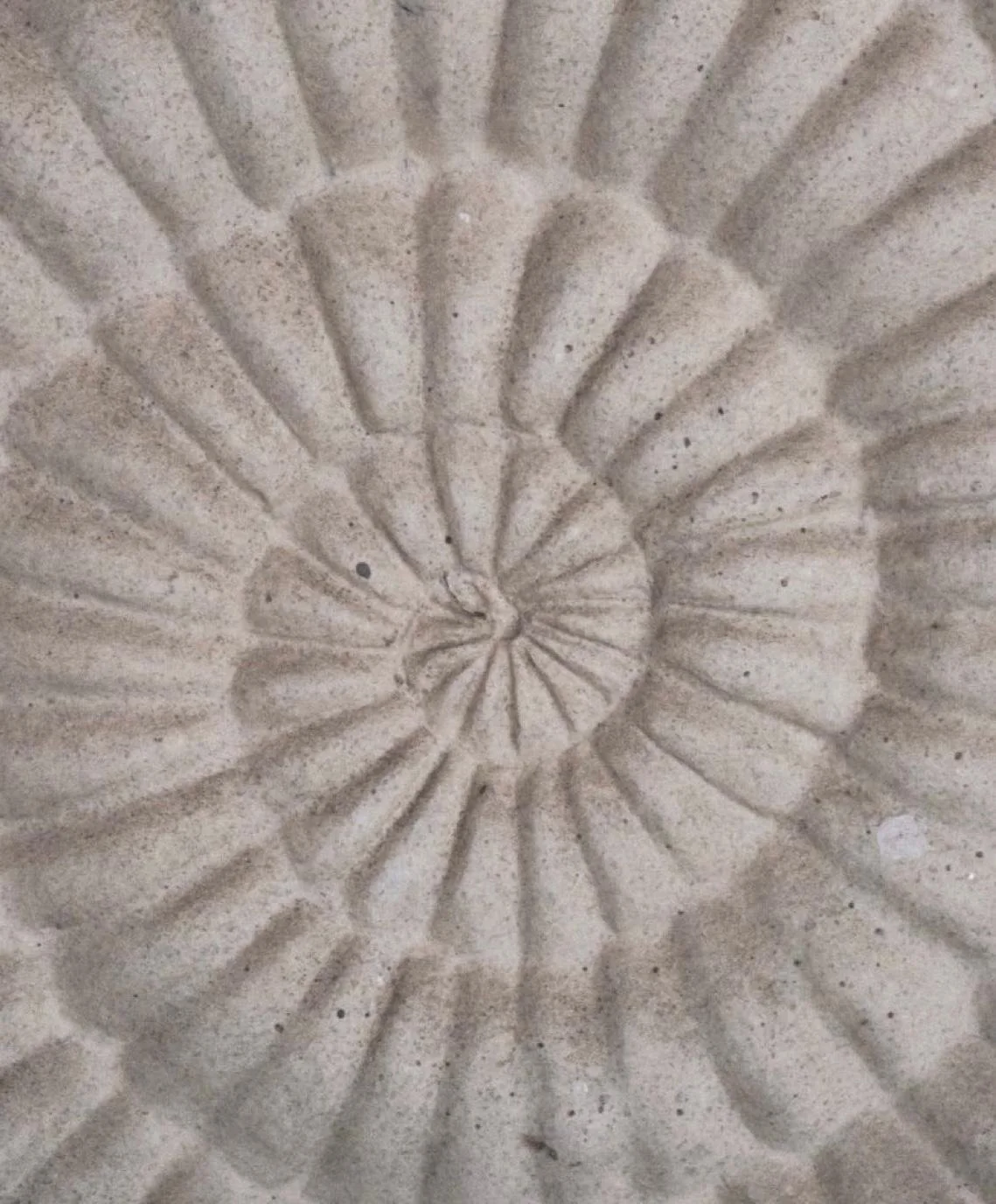 Eine spiralförmige Muschelschale mit dünnen, fragilen Linien und einem rauen, sandigen Textur.