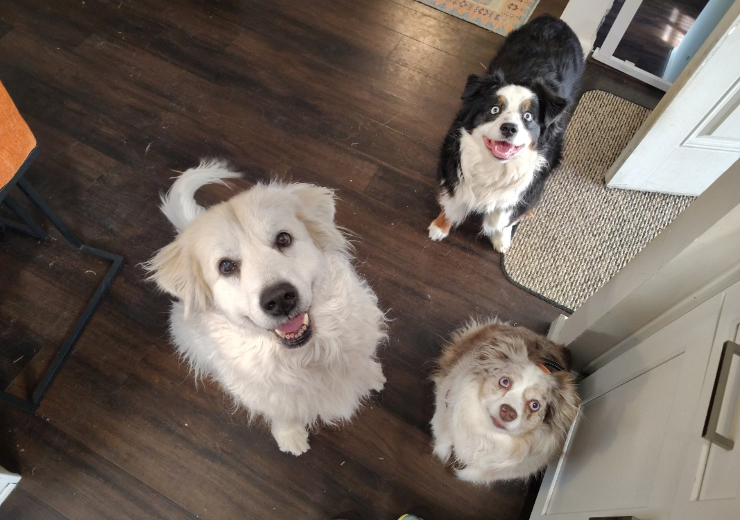 Two Australian Sheperds and a Great Pyrynese dog, looking up smiling, waiting for dinner.