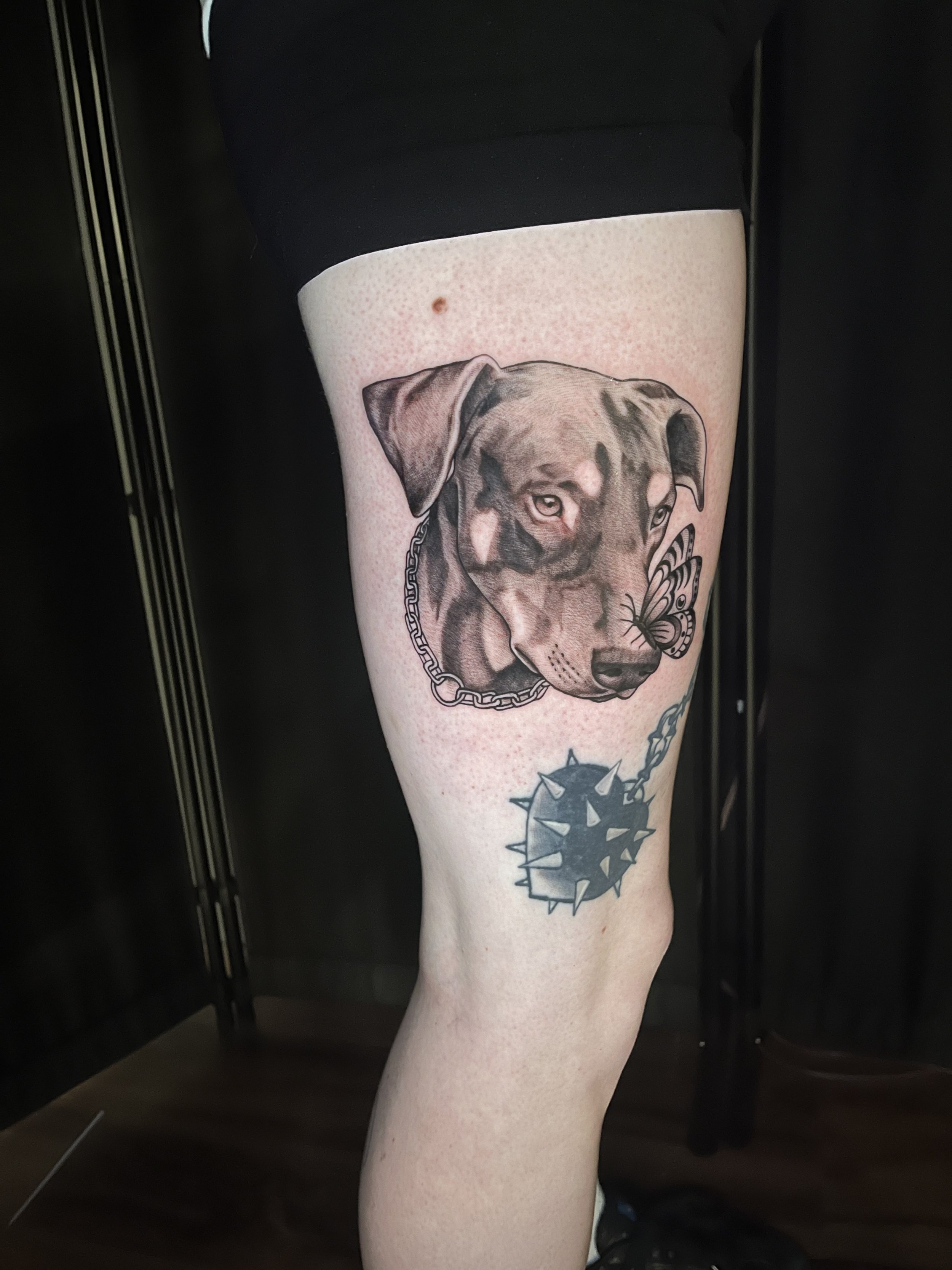 Doberman