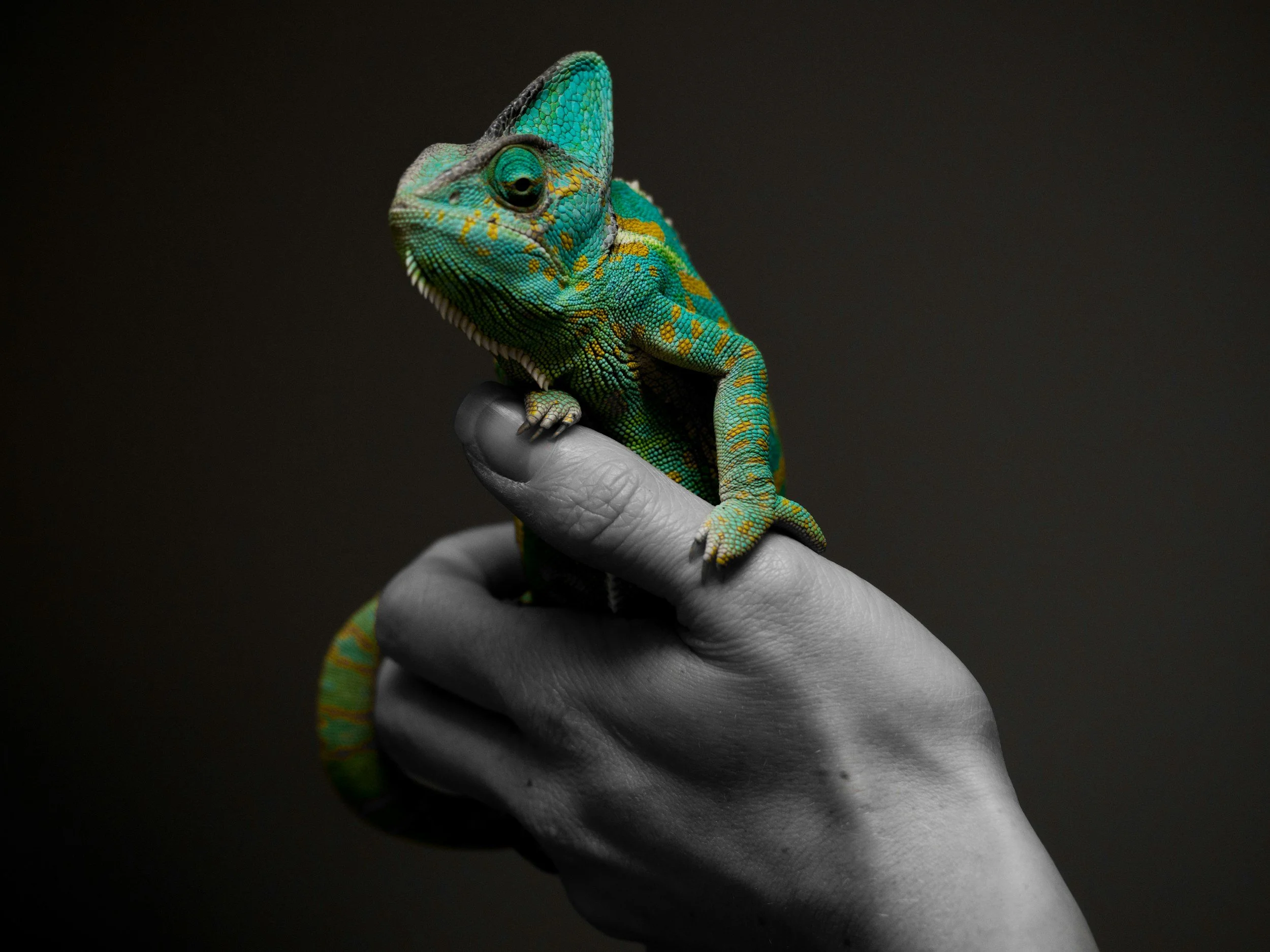 A hand holding a colorful green and blue chameleon against a dark background.