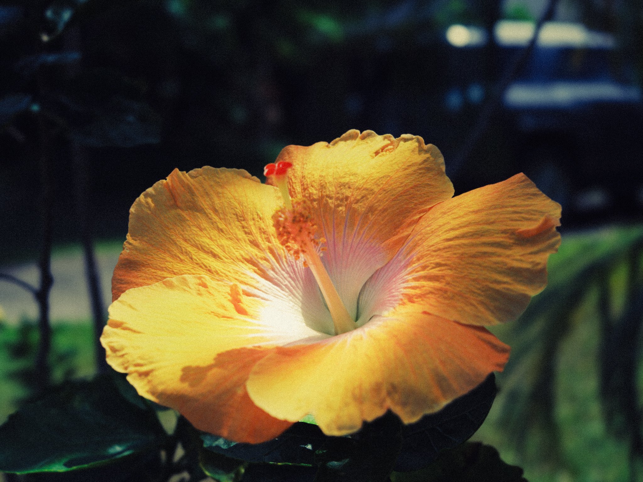 Close-up of a bright yellow-orange hibiscus flower with ruffled petals and a prominent stamen, set against a dark, blurred background.