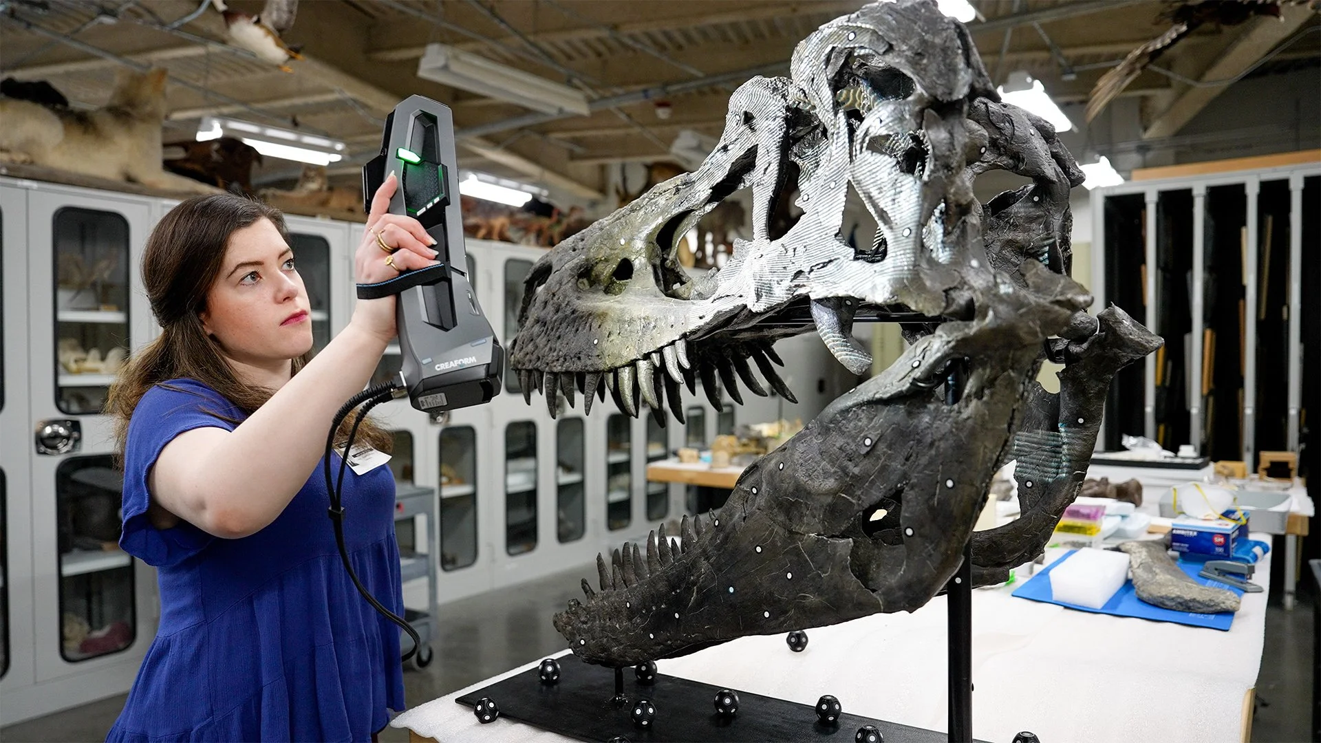 3D scanning of dinosaur skull