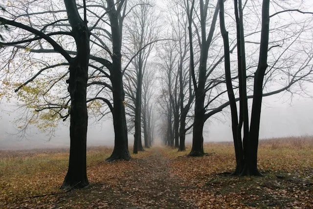 An avenue of silhouetted trees against a misty background evoking loss and uncertainty