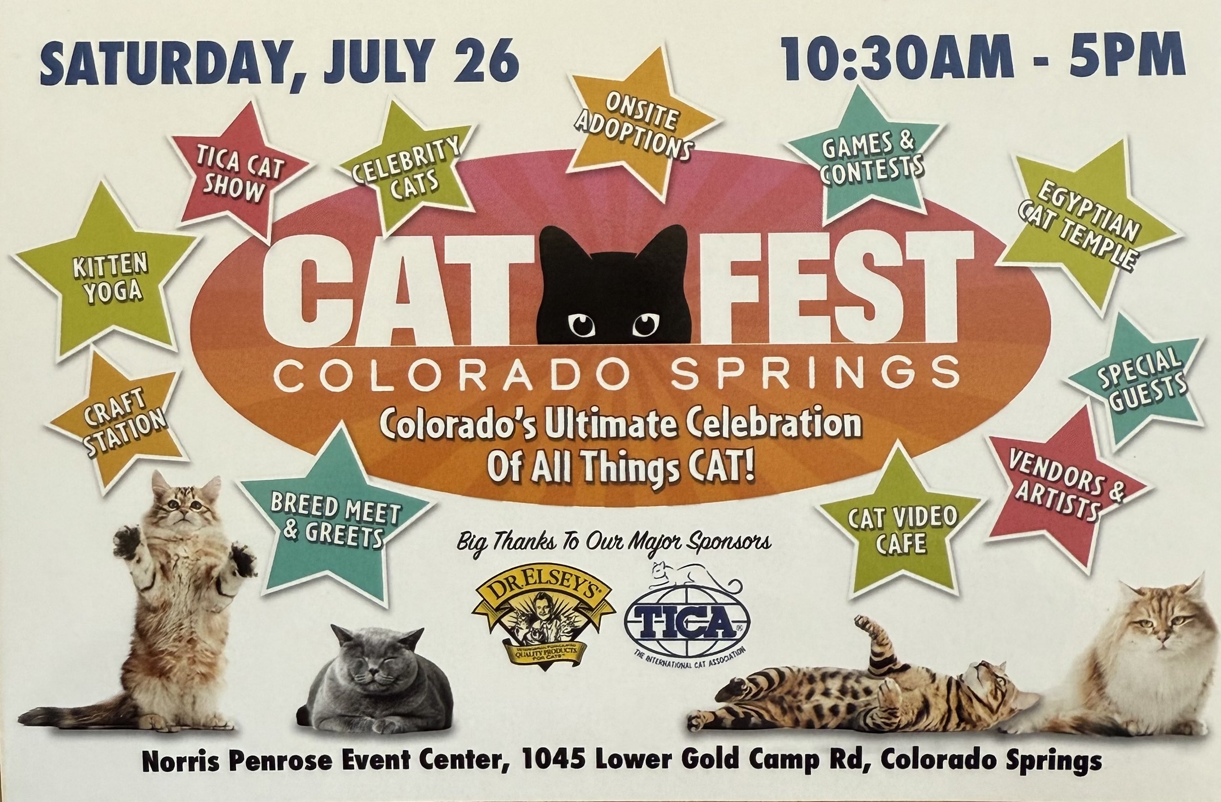 Kitten Yoga at the Colorado Cat Fest