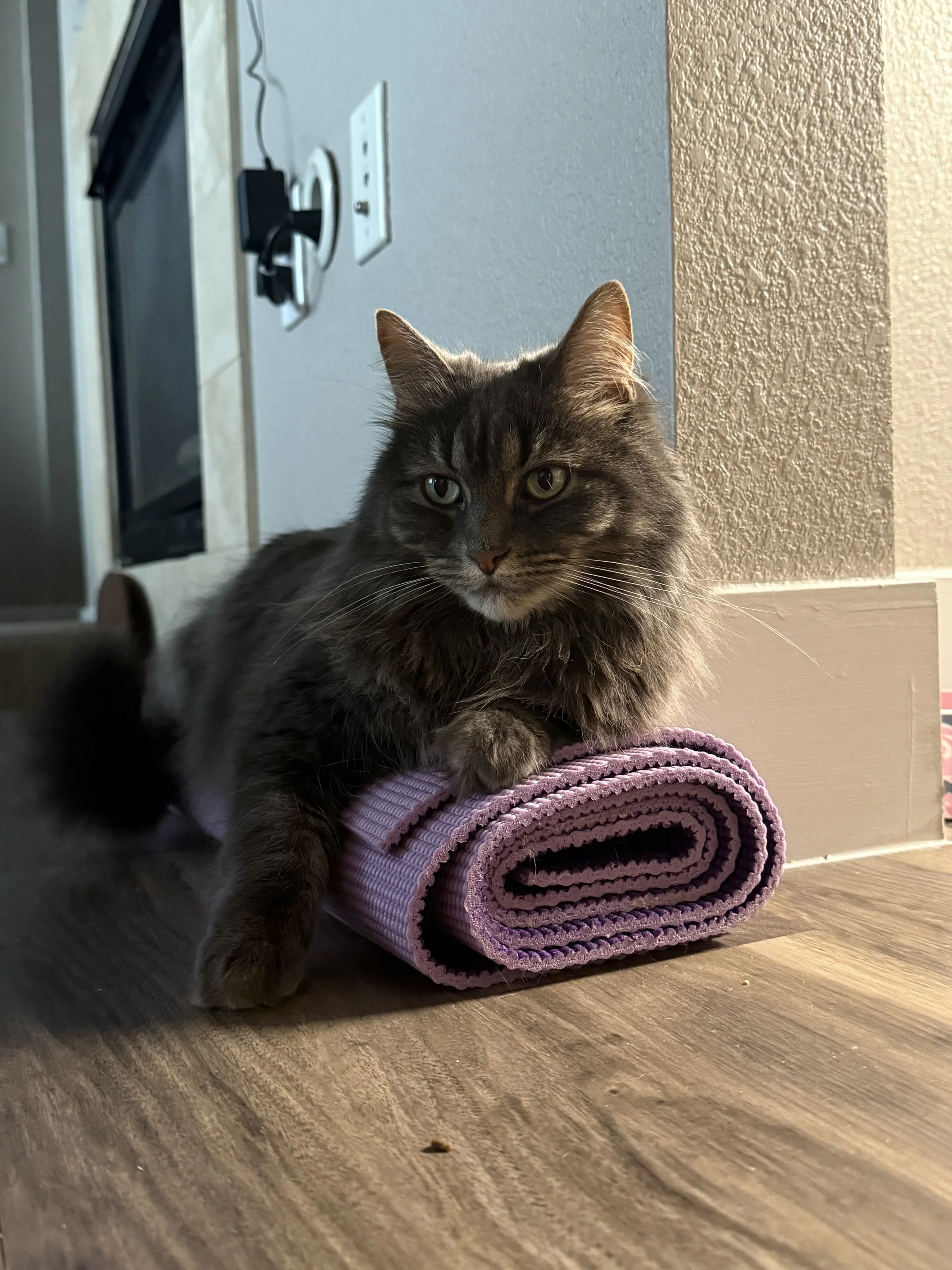 happy cat yoga - september