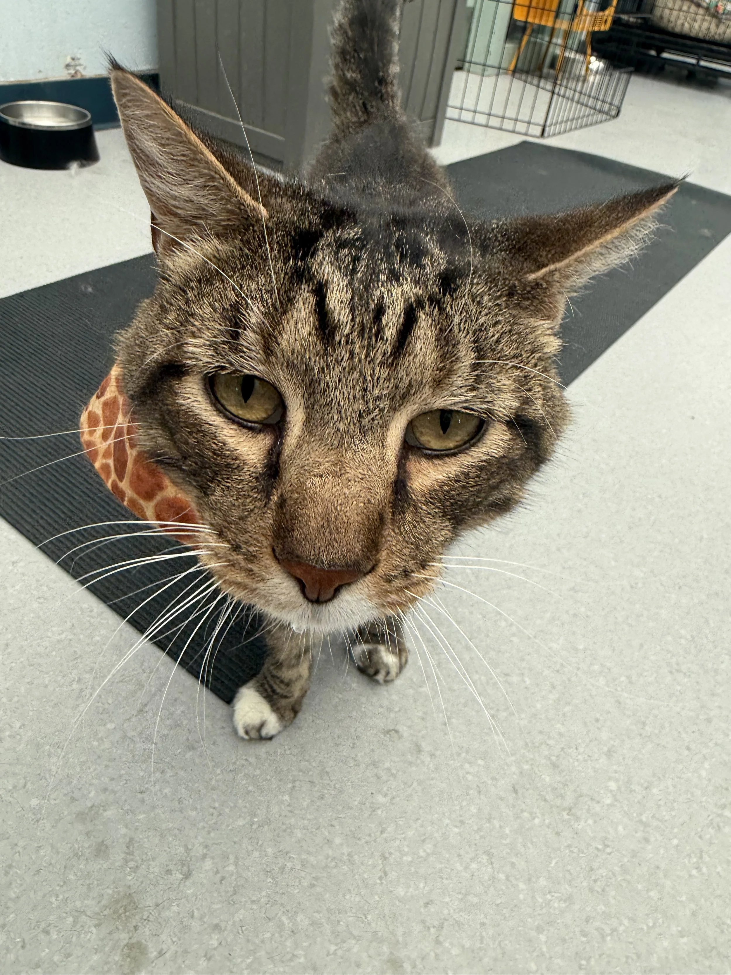 cat care society yoga