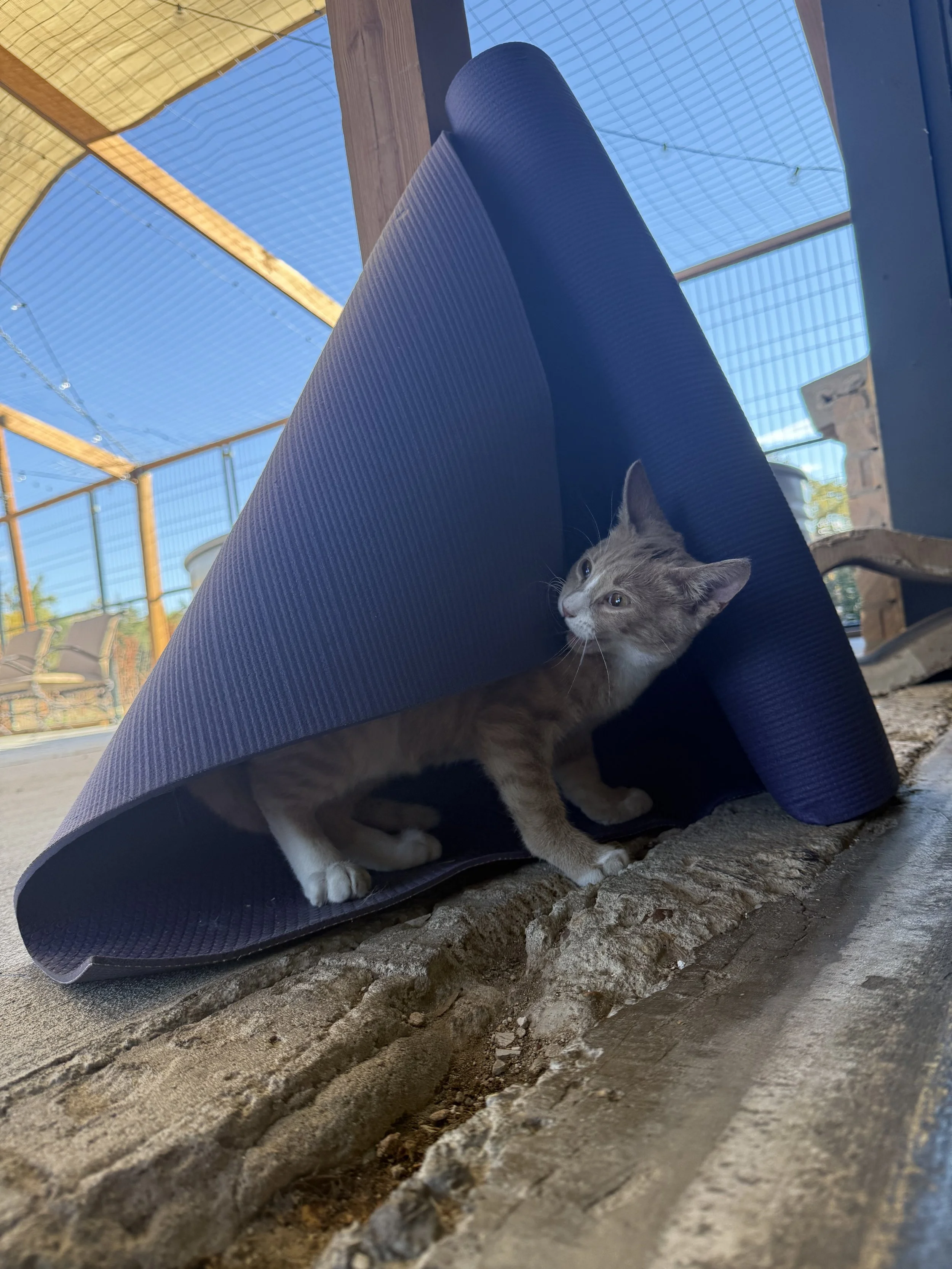 happy cat yoga -- november