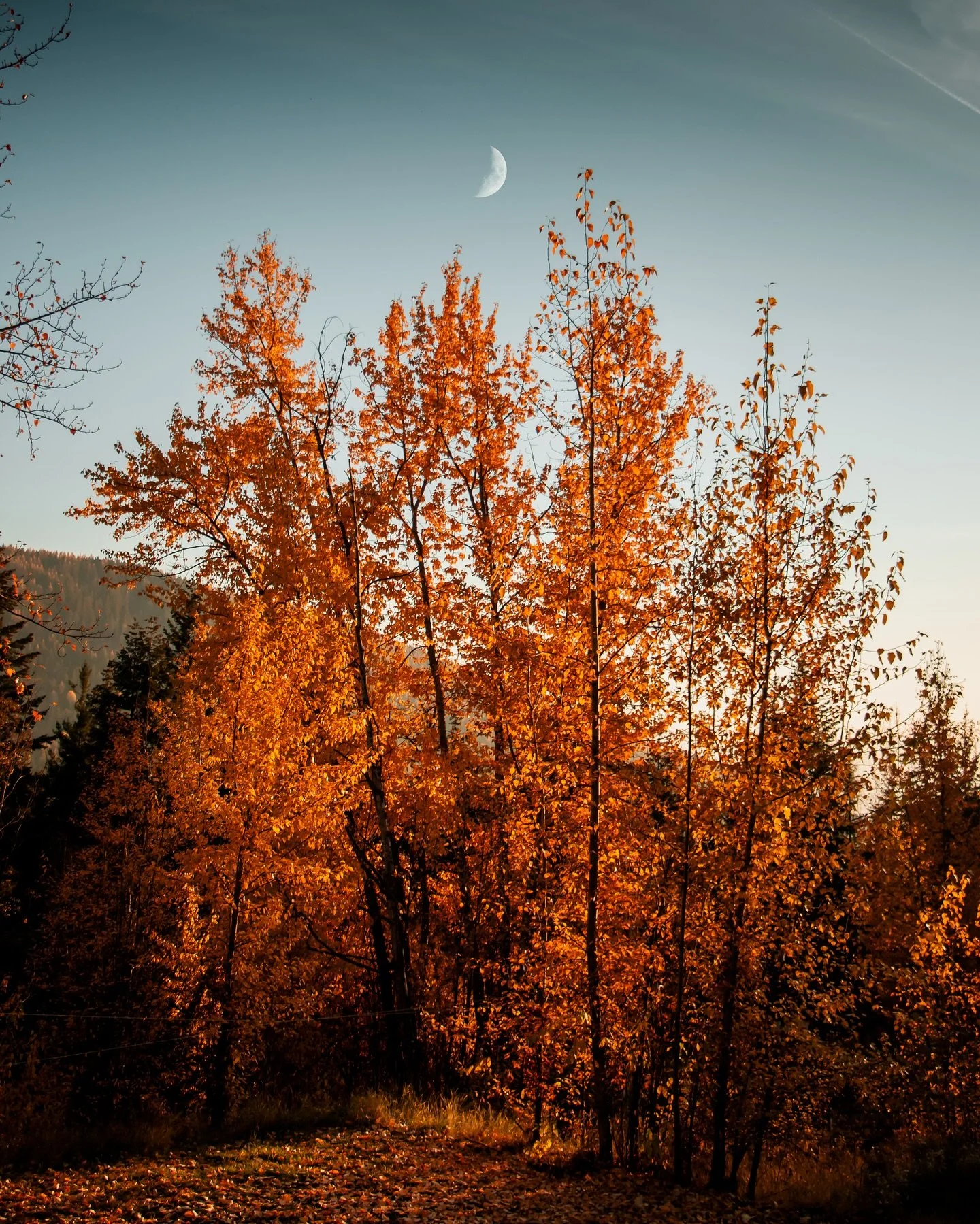 Pemberton in the Fall 🍁 Want to know why you should visit us this October? We&rsquo;ve got a blog full of reasons why up now. Visit the link in our bio or comment FALL to read it!

📷: @charlie.__.knight 

.

Pemberton | Fall | British Columbia | Ca