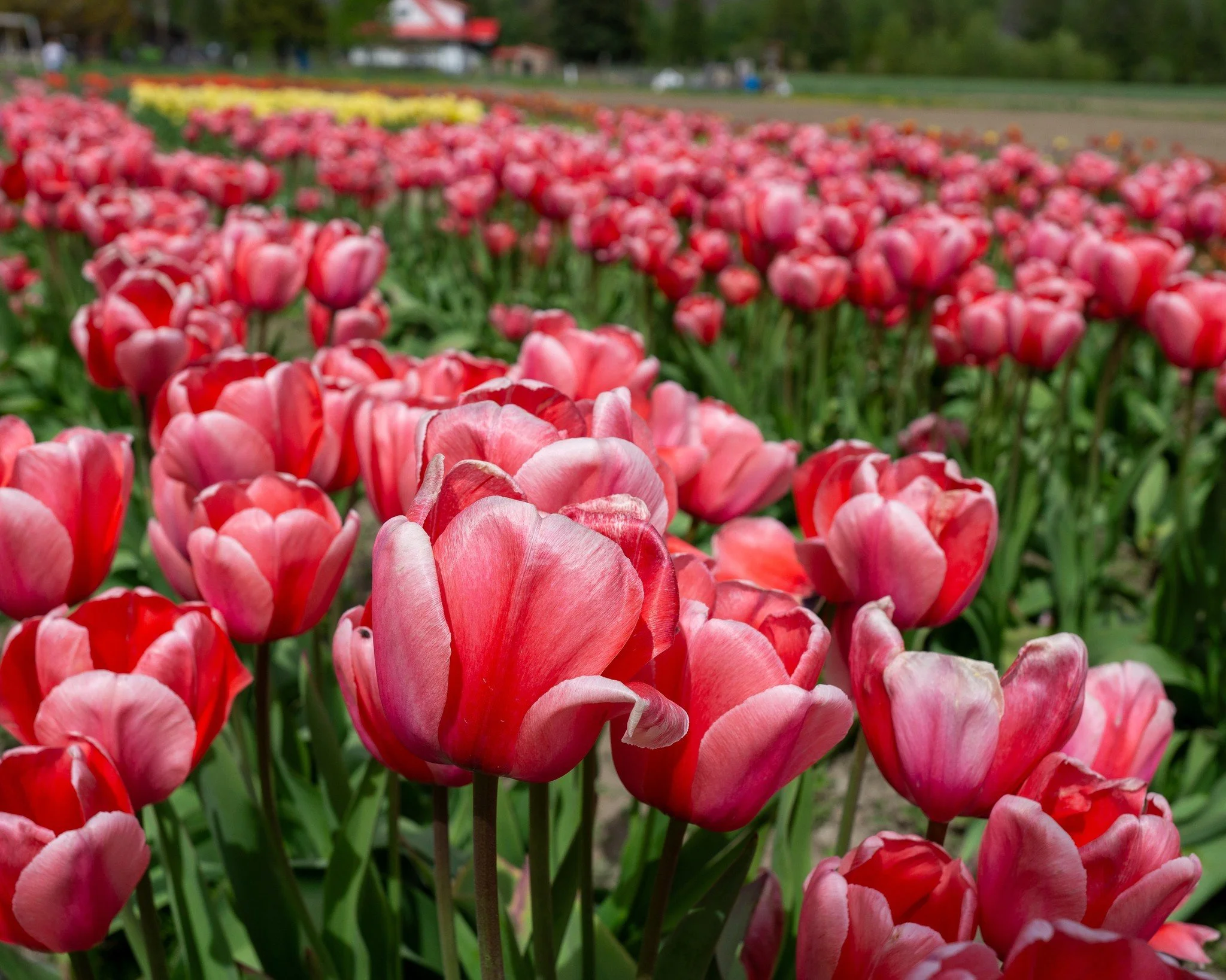 Tulip Blooms (Predicted Mid-April)