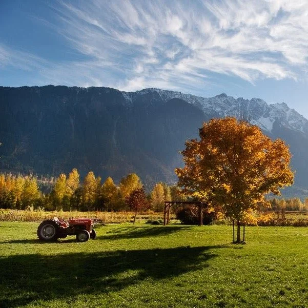 Thanksgiving Market @ North Arm Farm