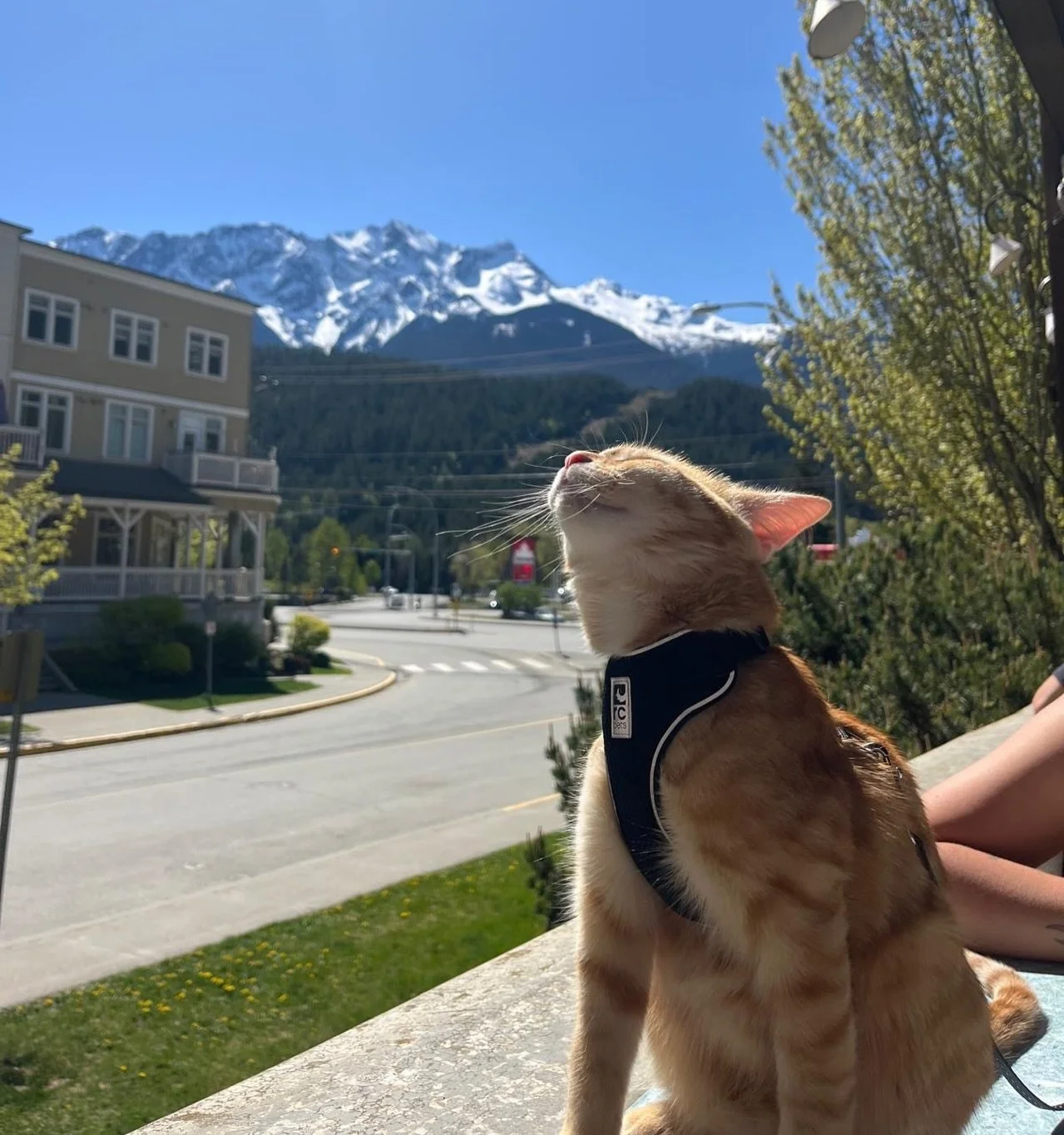 How we&rsquo;ve all felt enjoying the spring sunshine lately (with a cup of coffee from @mountcurriecoffee) ☀️🌷

PC: @greenriverleather.co