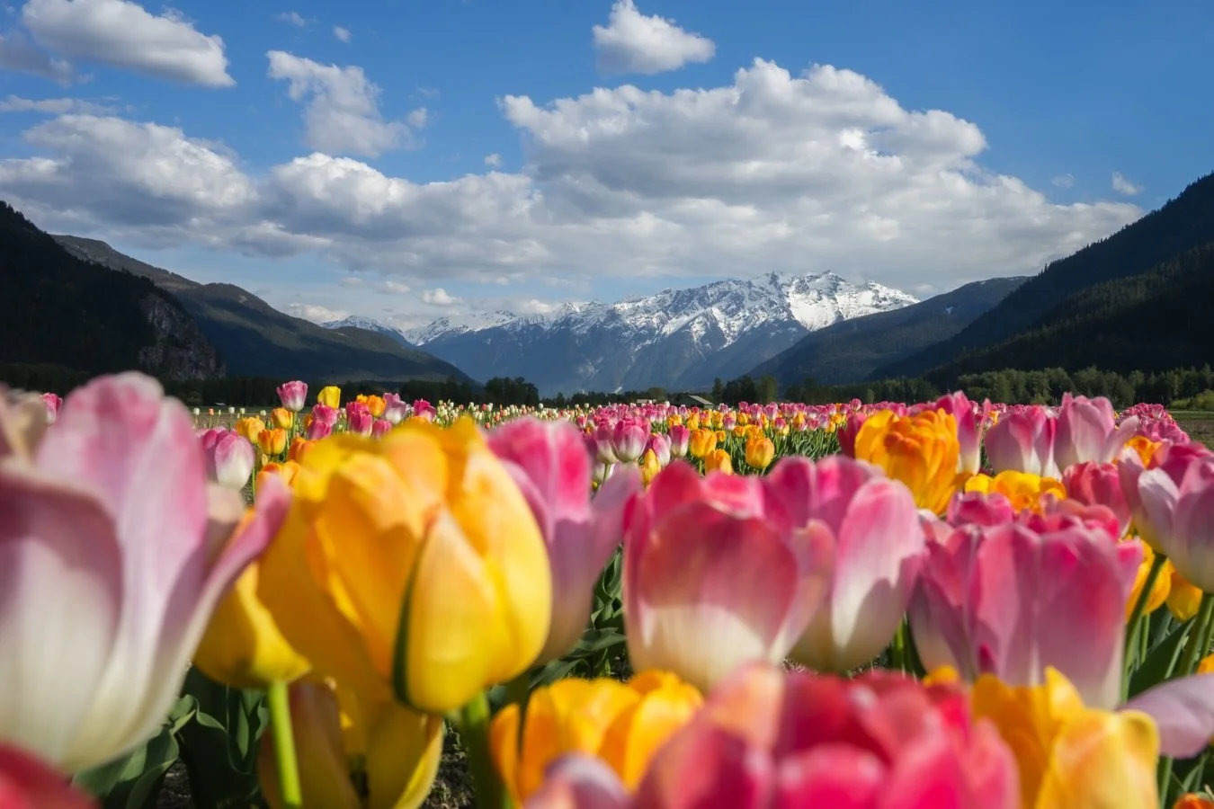 Taking in the tulips while they last @thebeerfarmers 🌷

#pemberton #tulips #spring #flowers #mountains