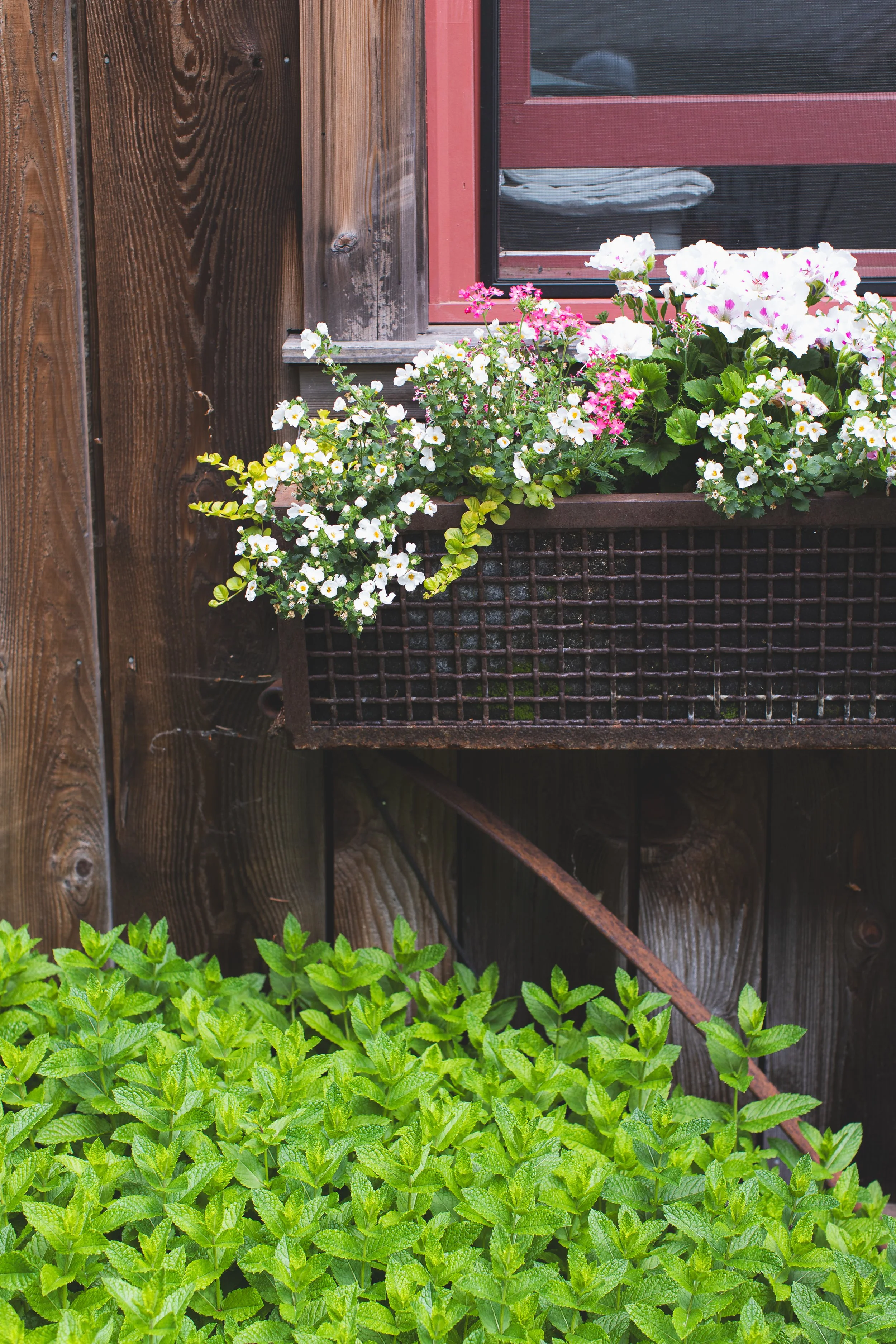20250614_bharrewyn_birkenhouse-window box mintjpg.jpg