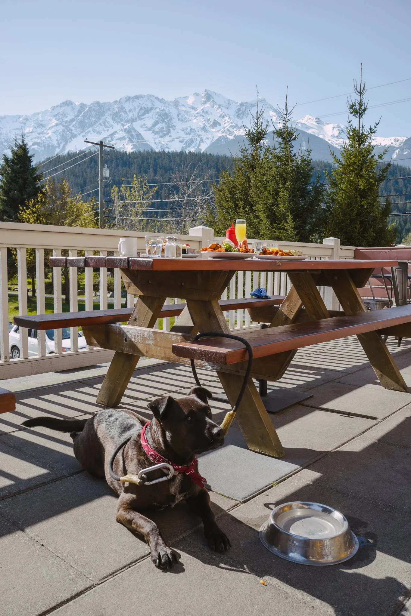 Pet-Friendly Pemberton: A Dog’s Adventure