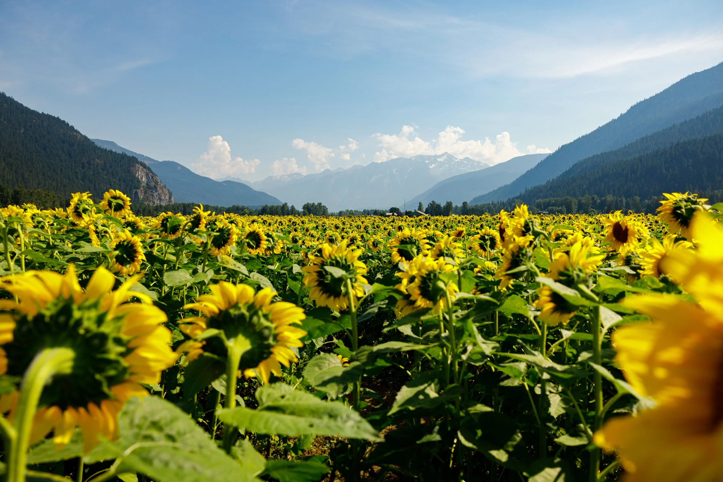 PembertonTourism_SlowFoodCycleSunday_CraigBarkerPhoto-190.jpg