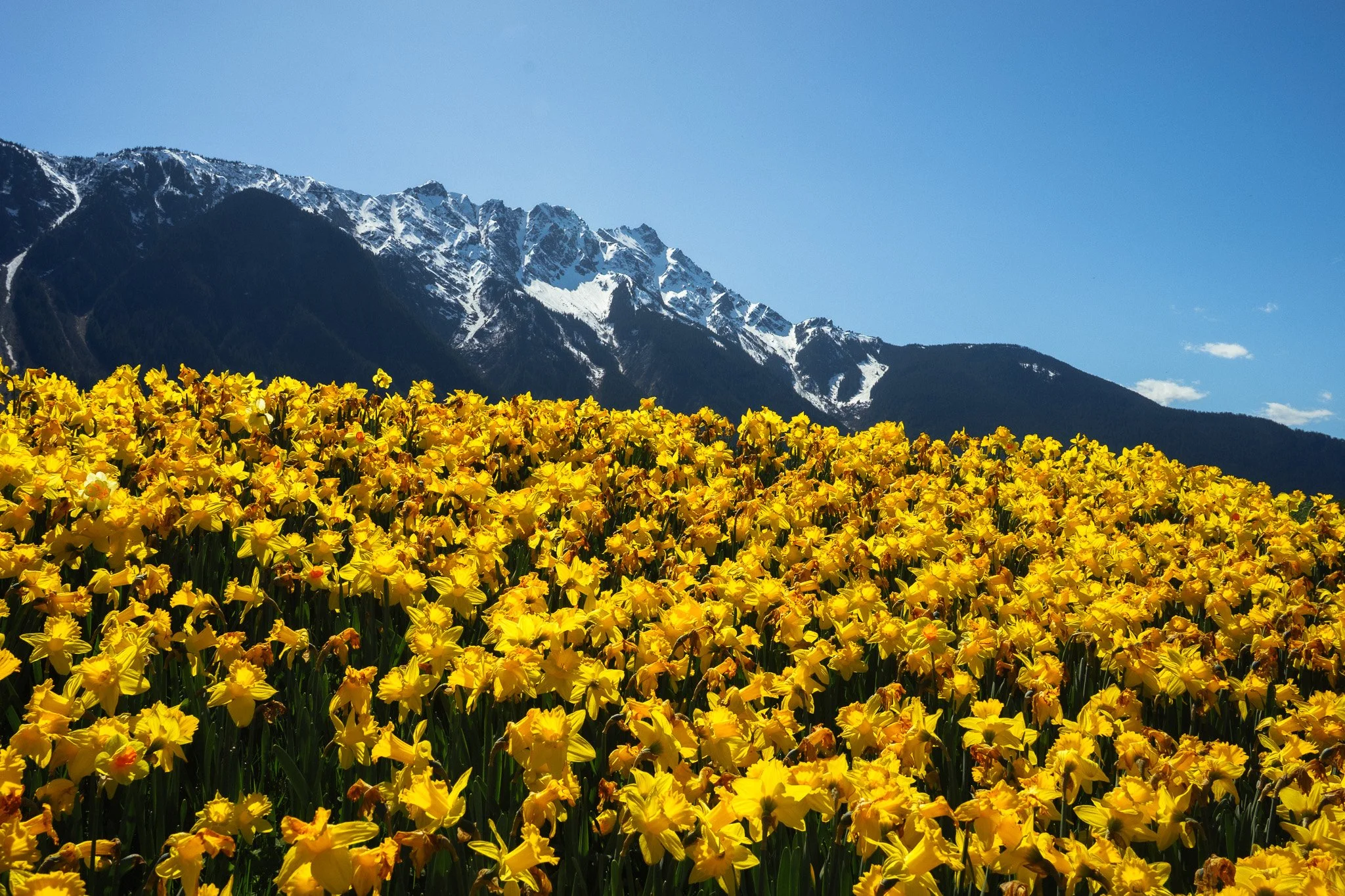 Sea to Sky On a Budget: Cheap &amp; Free Things To Do in Pemberton
