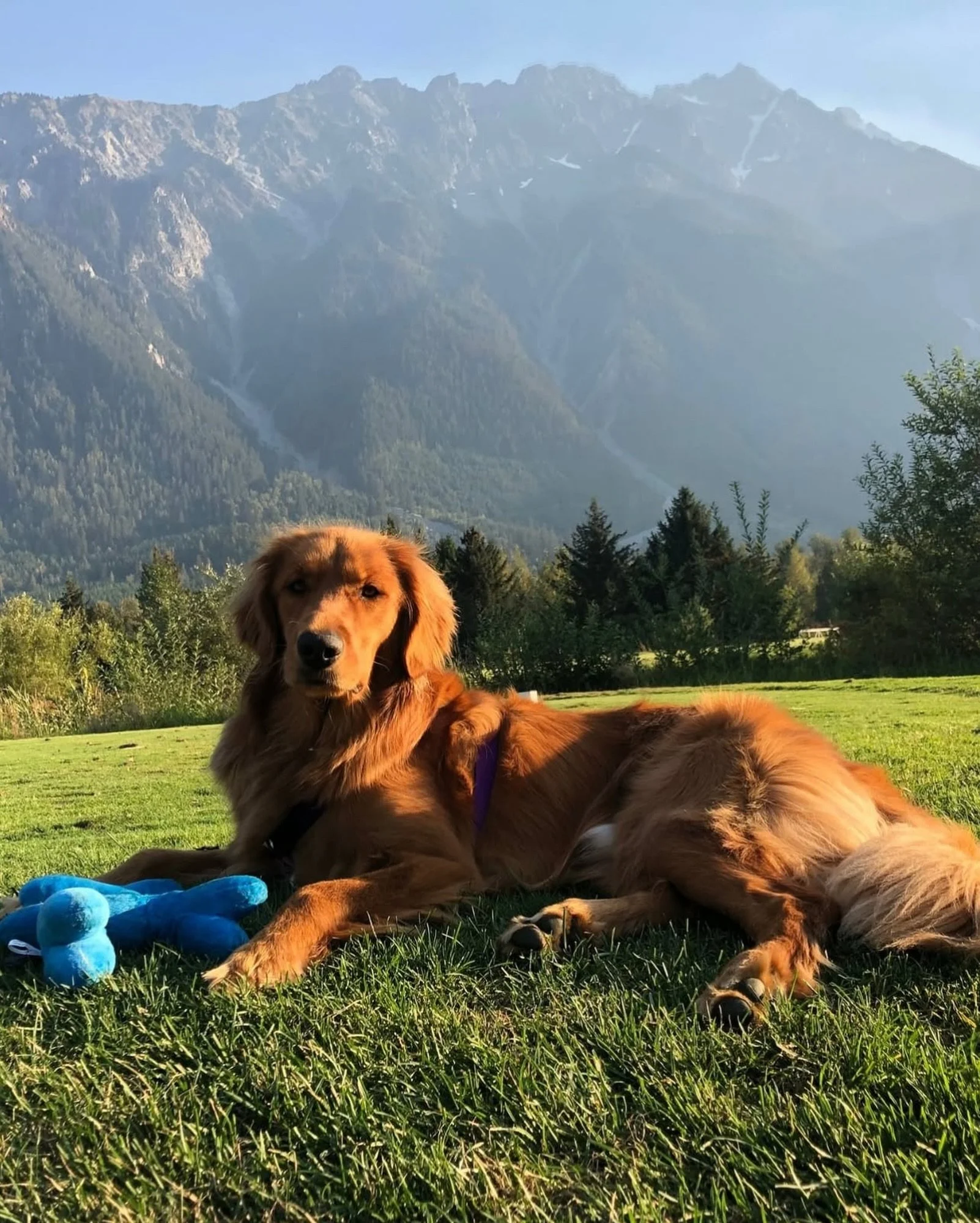On the blog: Pet Friendly Pemberton - A Dog&rsquo;s Adventure.

Did you know you could take your dog golfing? With two courses welcoming pups, lots of pet-friendly trails, dog beaches, welcoming patios and more, there&rsquo;s no need to leave your fu