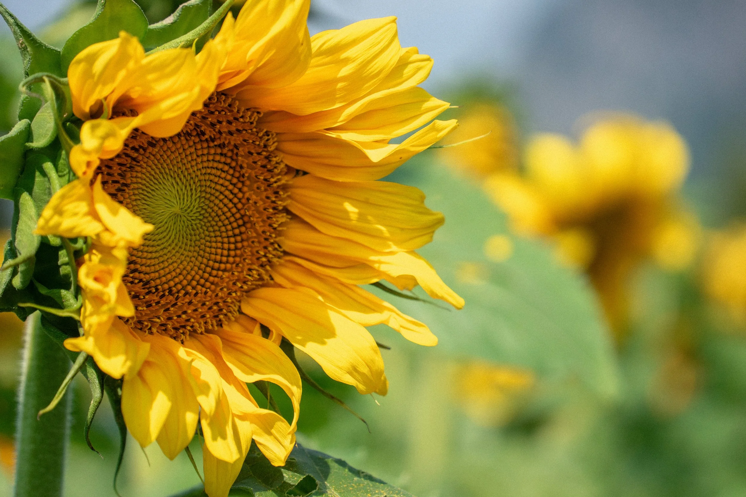 Sunflower Maze @ The Beer Farmers