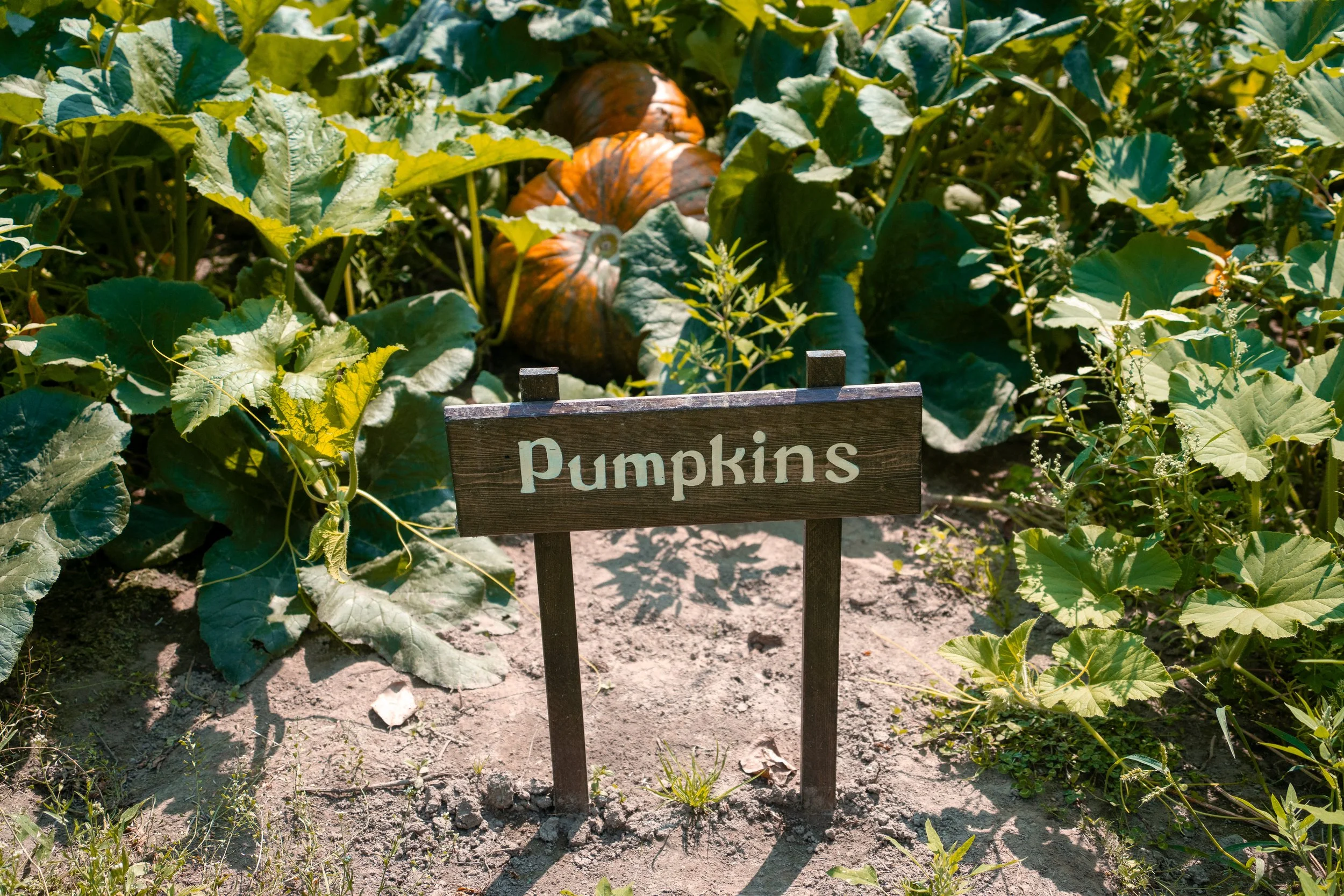 Pumpkin Patch @ The Beer Farmers