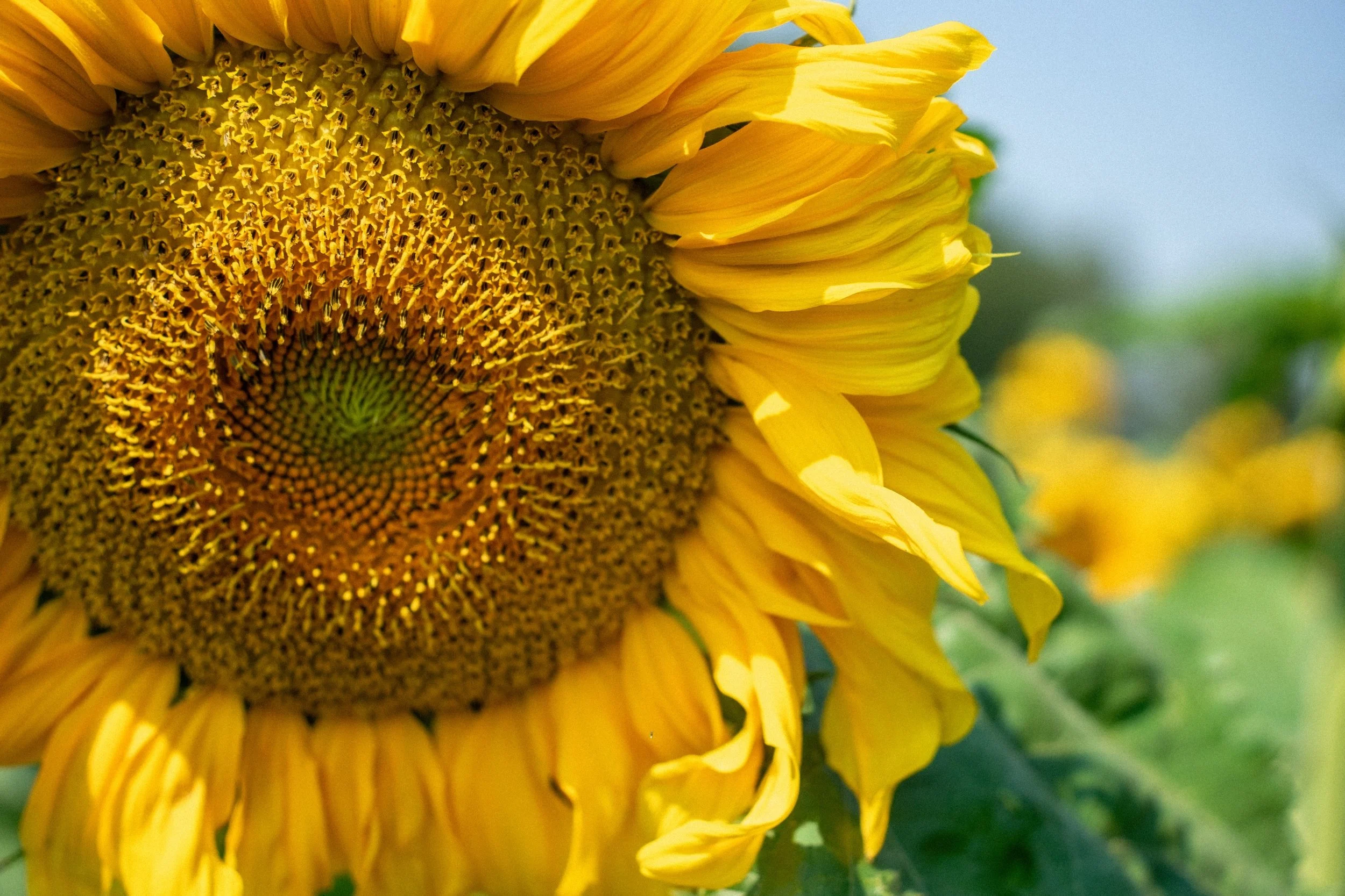 @thebeerfarmers Sunflower Maze is open! Check out the last of this Summer&rsquo;s blooms before the seasons change. 

Some of us got a sneak peek at @slowfoodcyclesunday last weekend riding by the field - now everyone can get lost amongst the sea of 