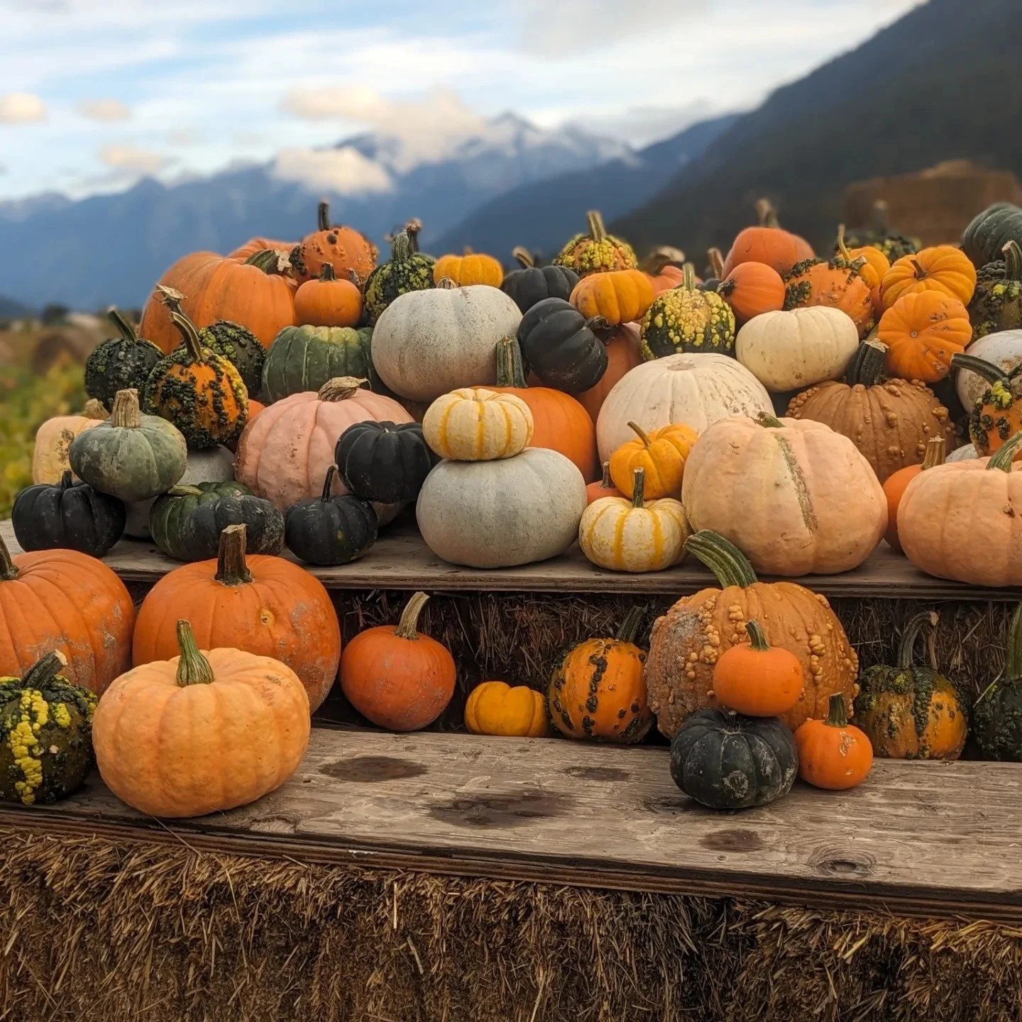 Pumpkin Patch and Wagon Rides @ North Arm Farm