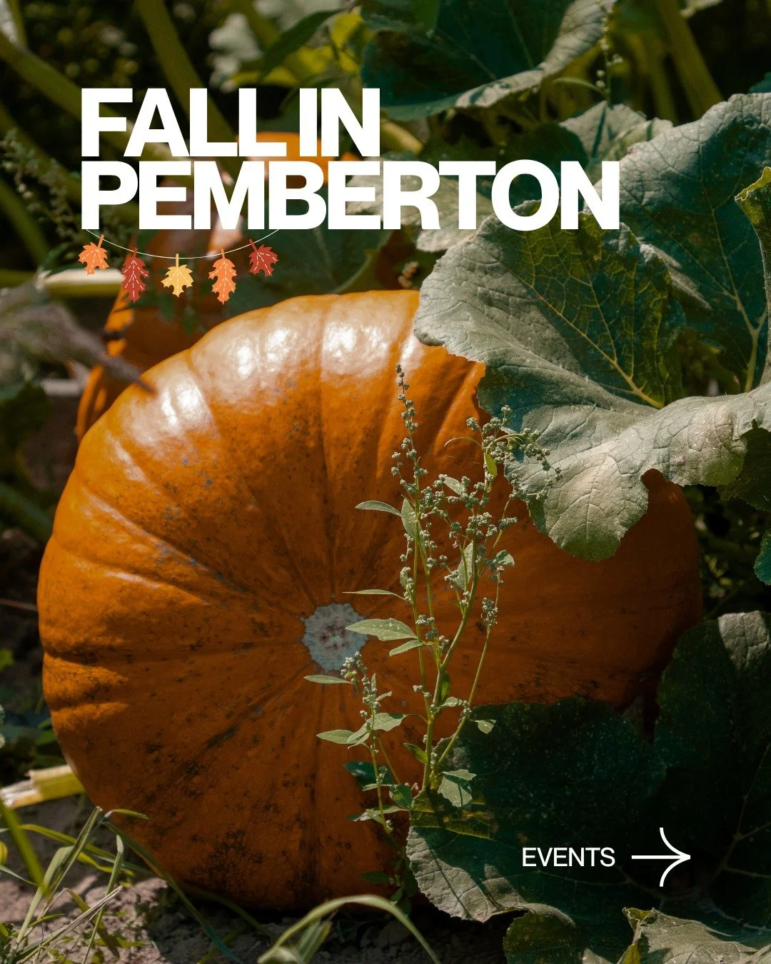 Celebrate Fall in Pemberton: Events

🥧Thanksgiving Market at North Arm Farm - October 12th
🍻Oktoberfest at The Beer Farmers - Oct 17th
🥕Pemberton Farmers Markets - Every Friday until Oct 16th
🎸The Zummers: Live at Fescues - Oct 9th
🎃Pumpkin Patc