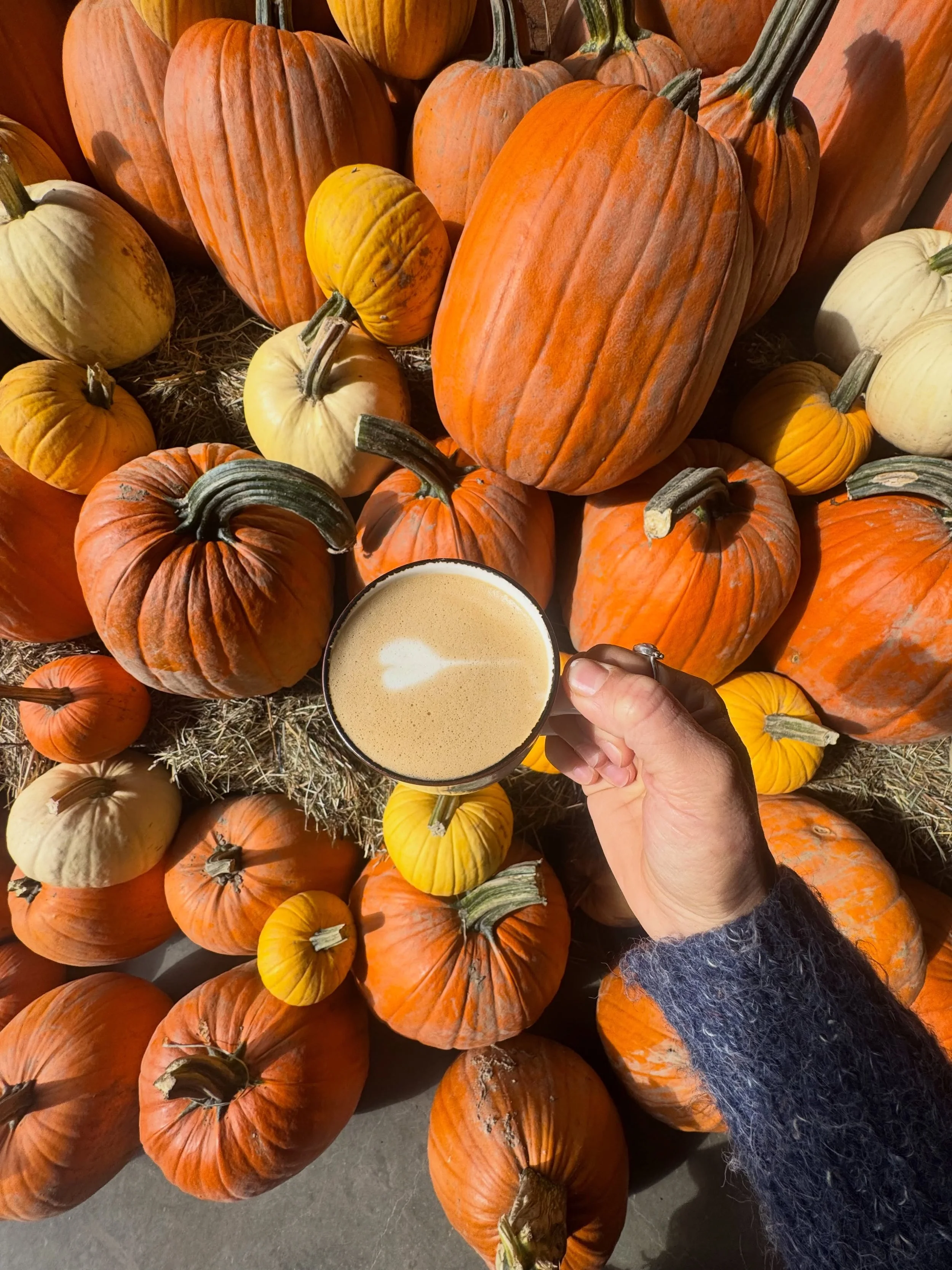 Fall mornings just hit different ☕️🍂 See you at North Arm Farm for a coffee?

PC: @ptnief