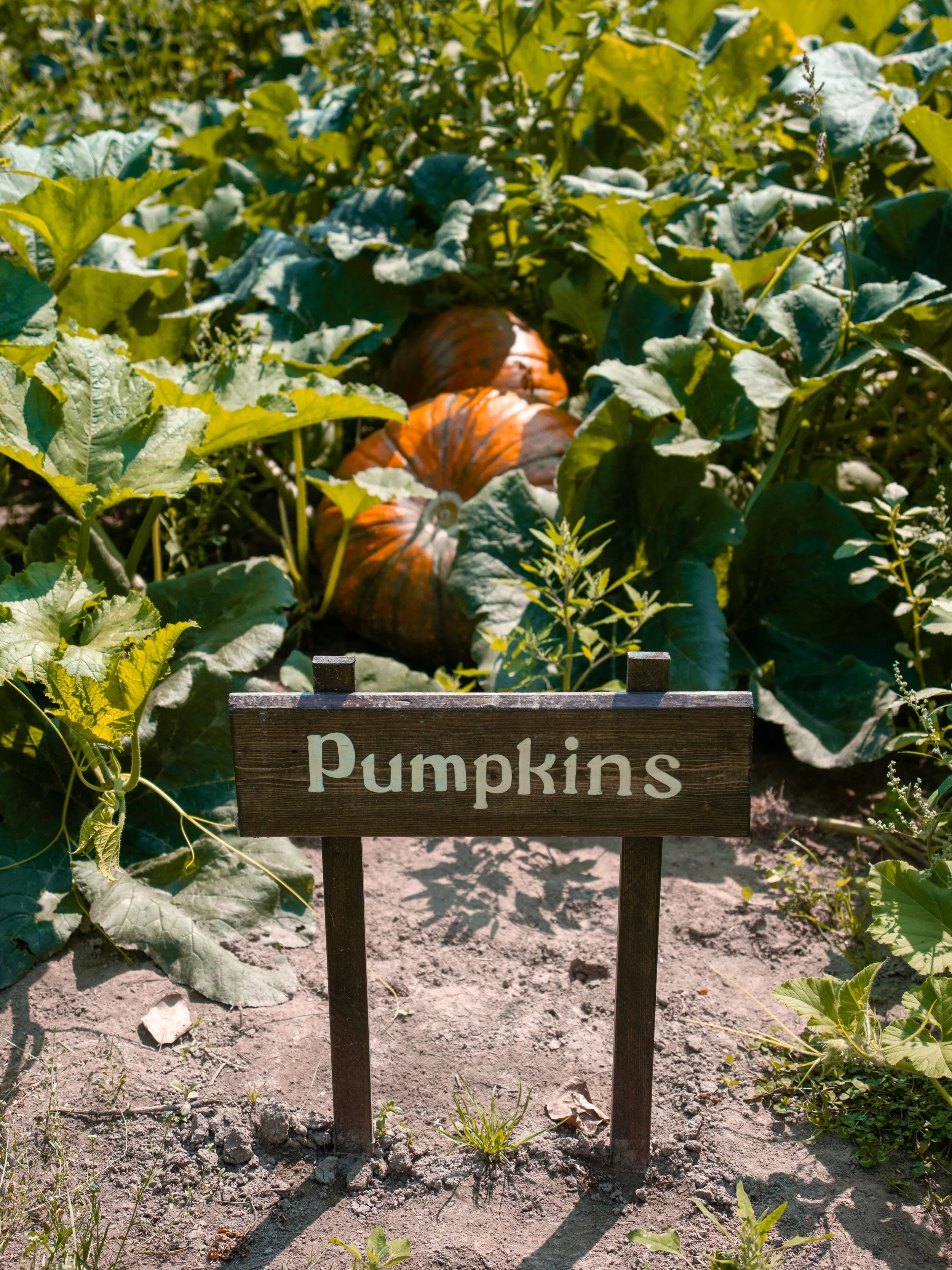 Have you seen the upcoming forecast? Absolutely perfect pumpkin picking weather for Thanksgiving 🍁🎃🍂

📍 @thebeerfarmers
