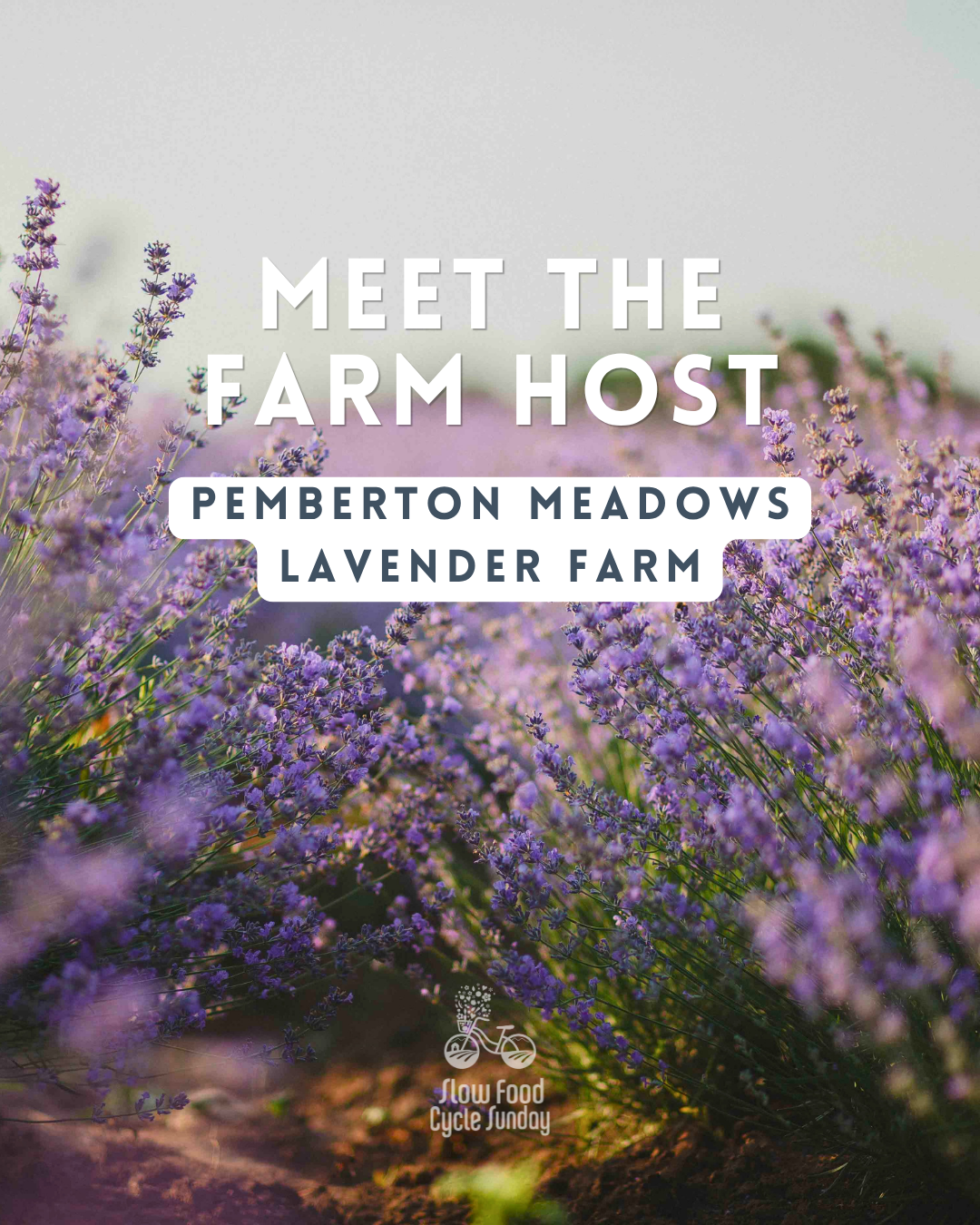 Pemberton Meadows Lavender Farm.png