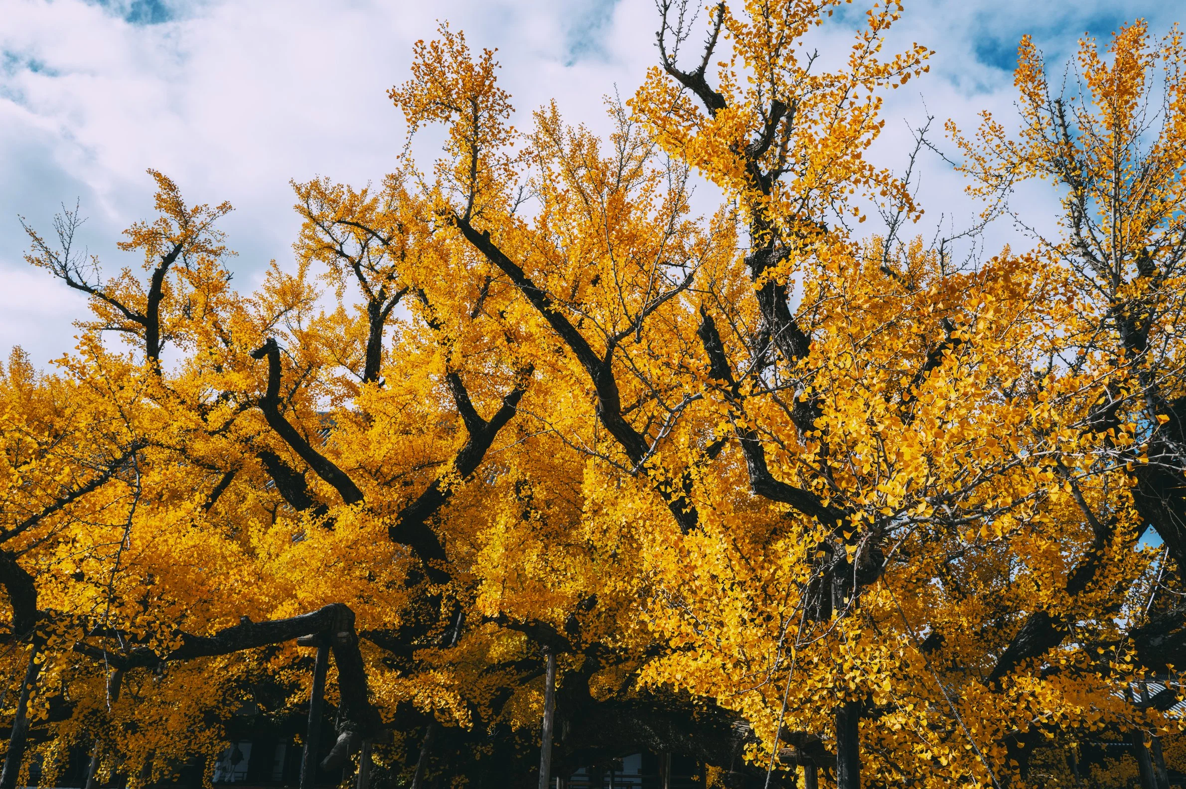 Moera Creative Kyoto by Erick Moya 7.jpg