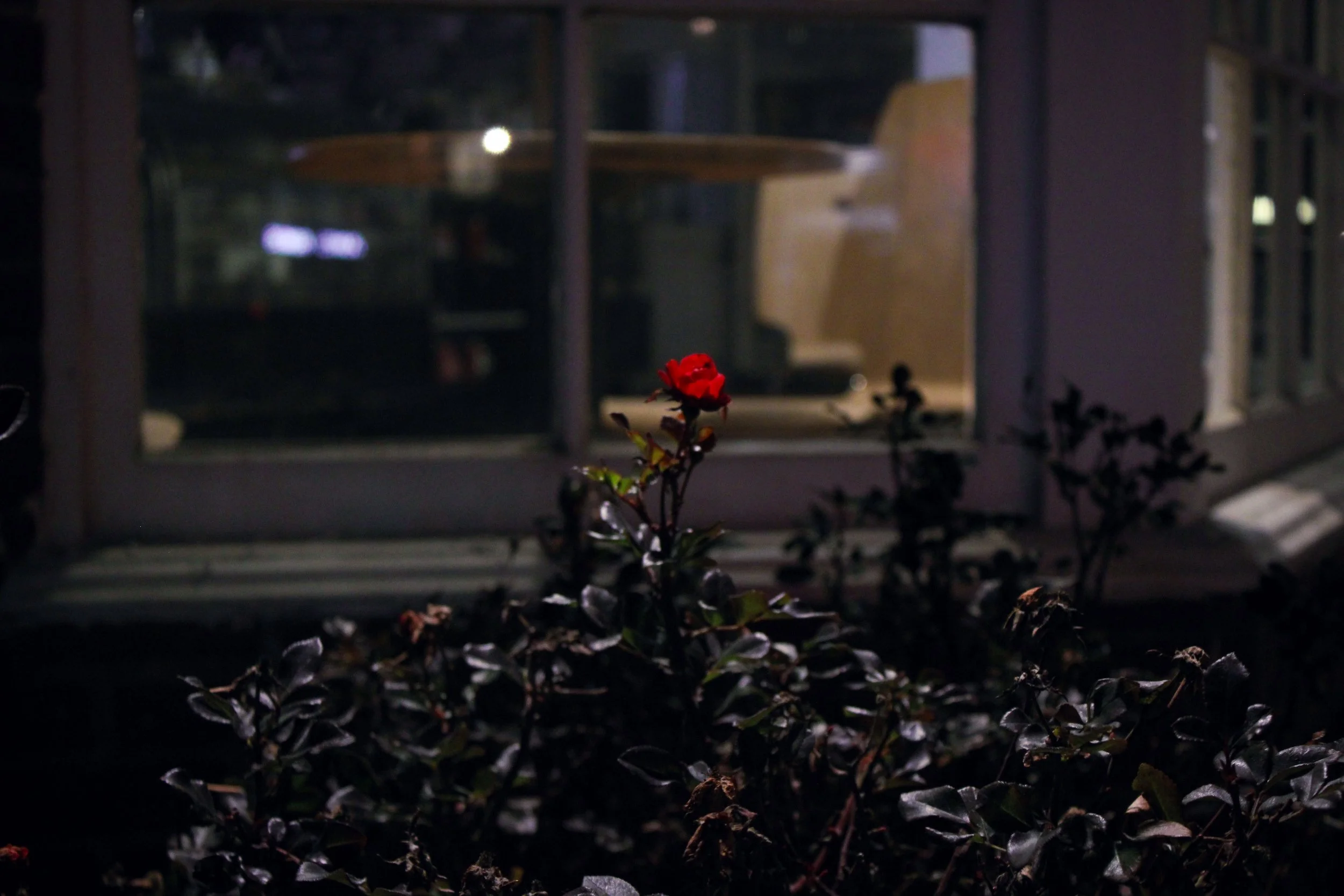 Nightwalk. January 2025.