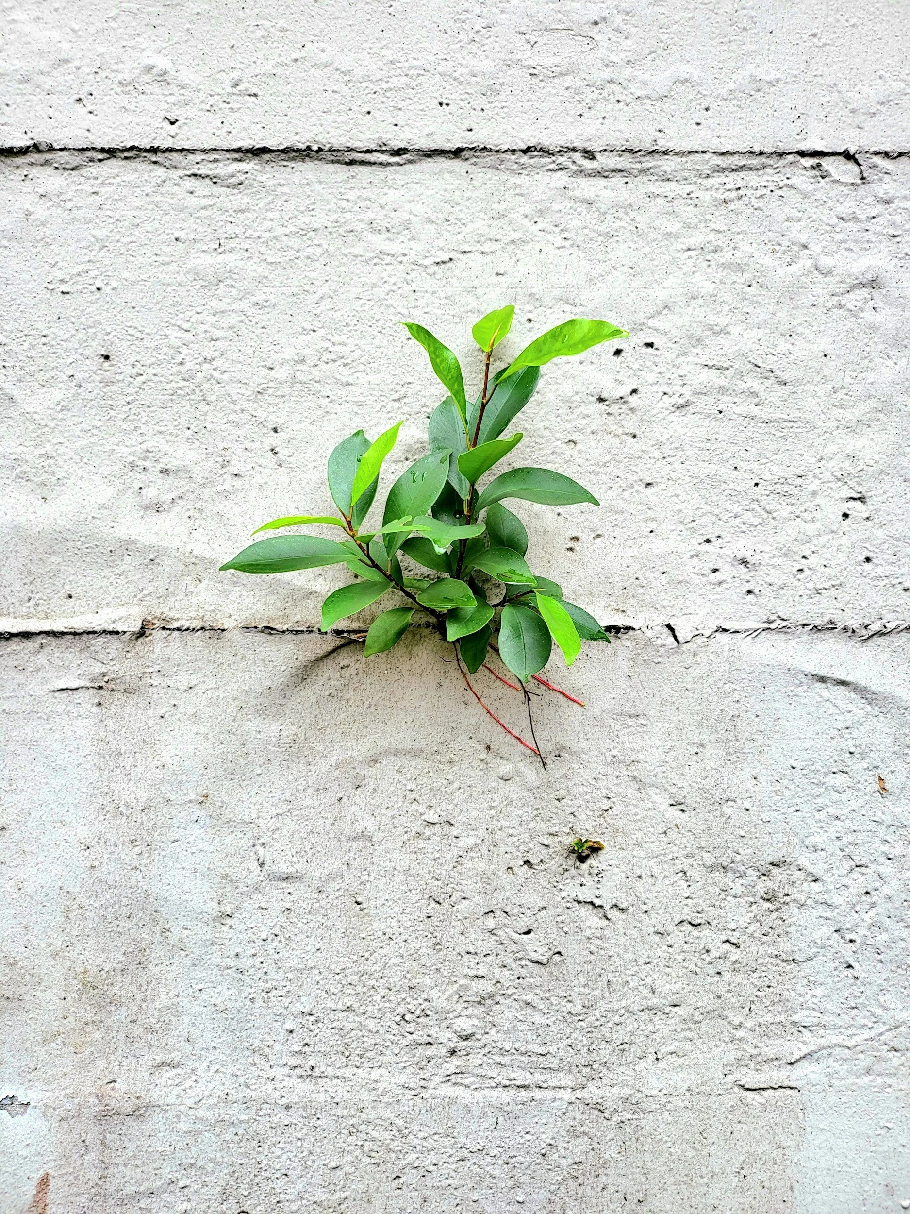 Reactive and Proactive Coping