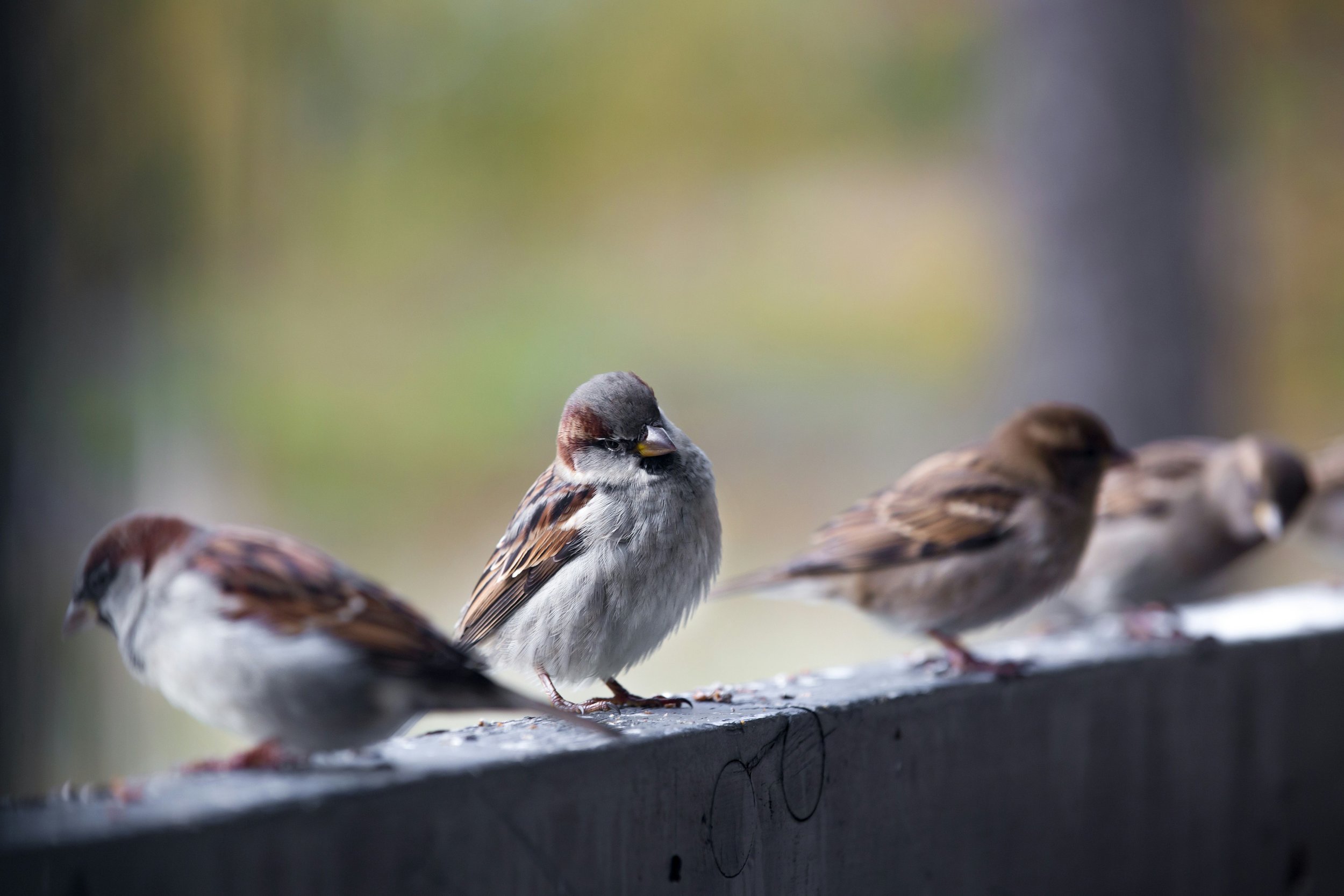 God remembers every sparrow