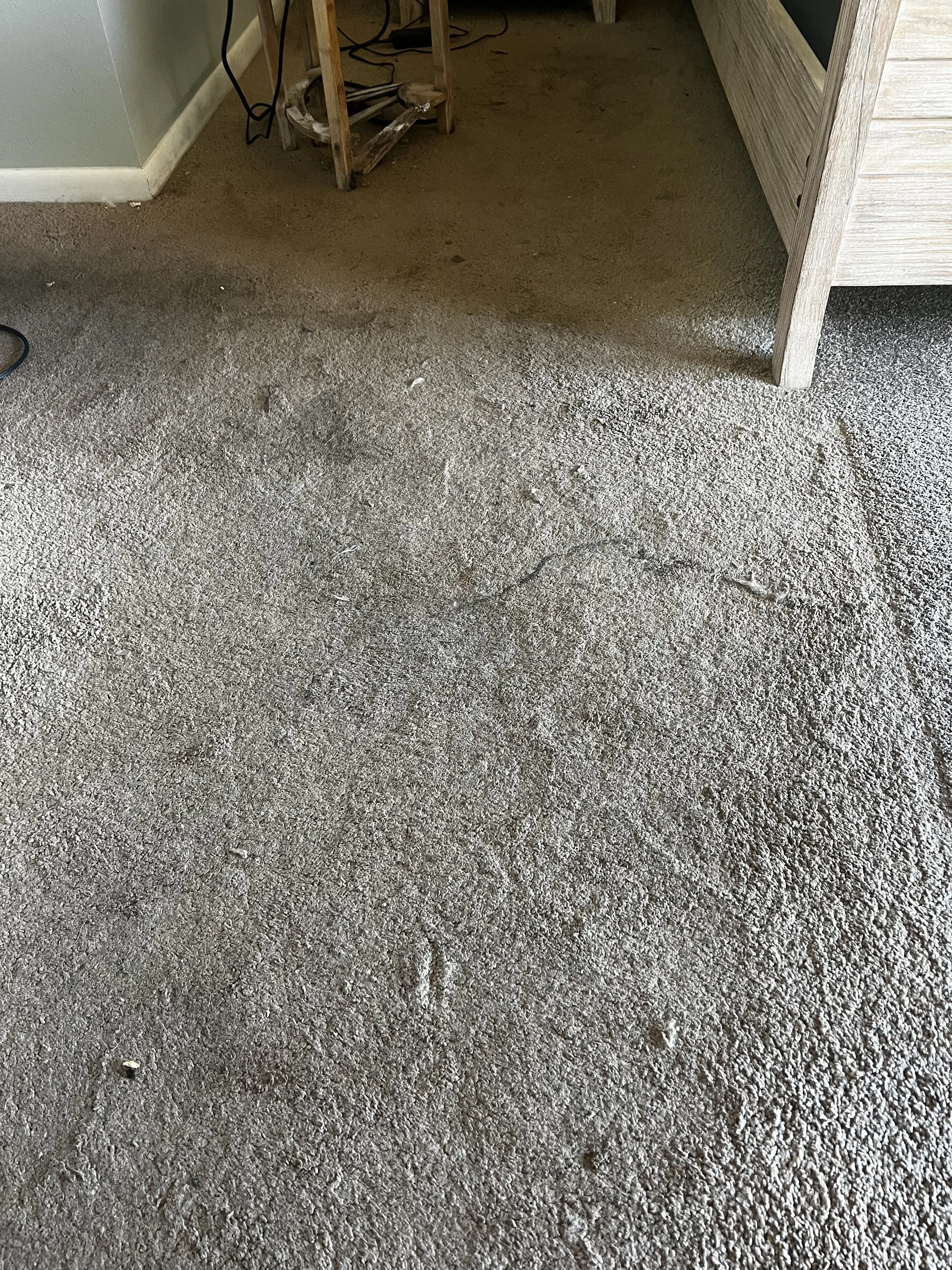 Dirty carpeted floor with matted areas, near a wall and a piece of wooden furniture.