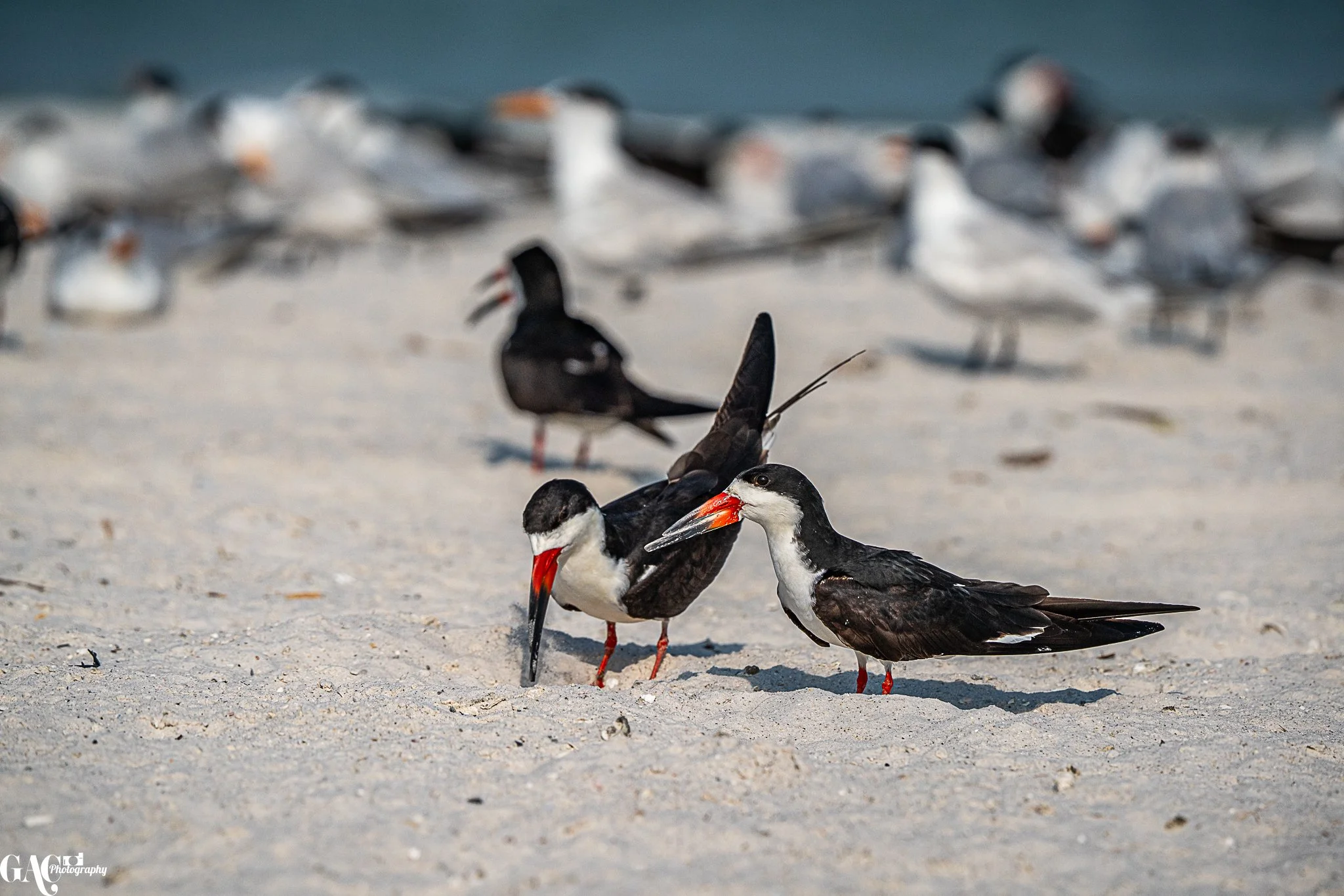 A group of black skimmer birds on a sandy beach, with one bird digging and others standing nearby, in a coastal environment.