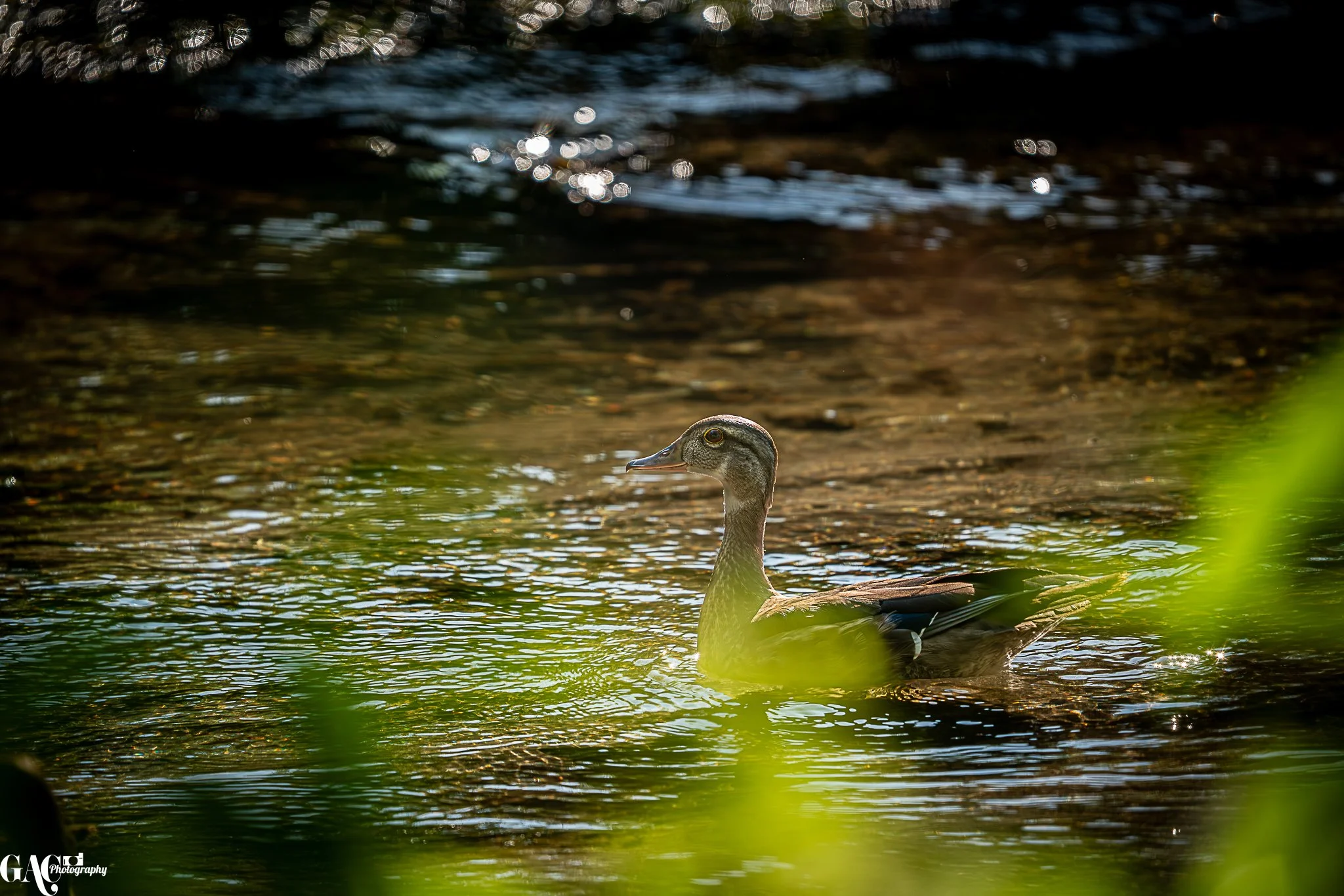 A duck swimming in a body of water with sunlight reflecting off the surface, partially obscured by green foliage.