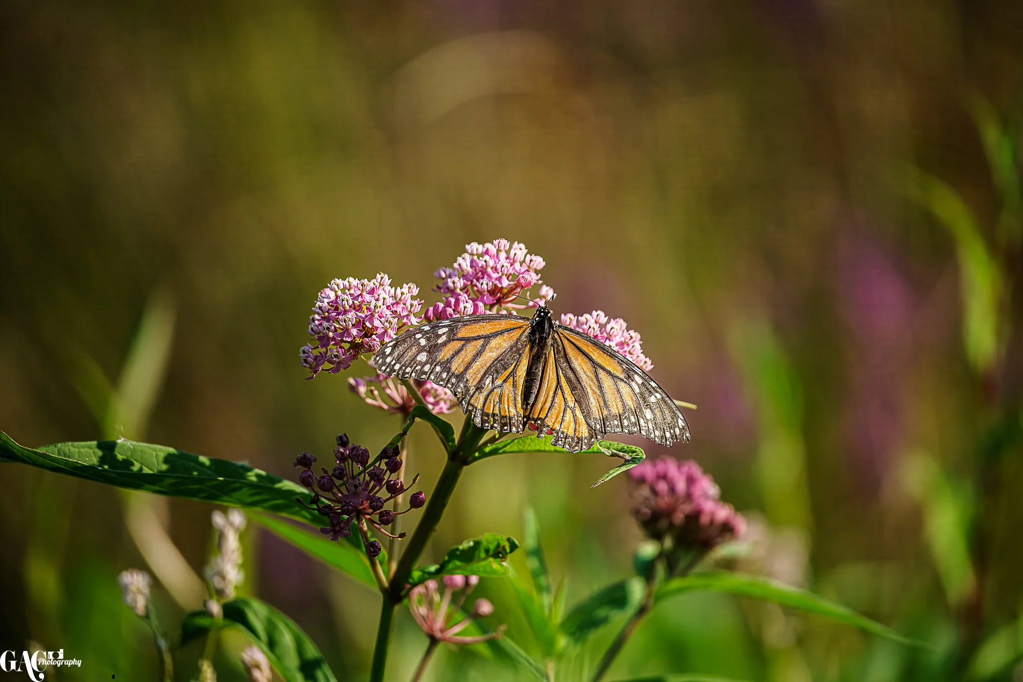 A monarch butterfly perched on pink flowers with green leaves and a blurred background.